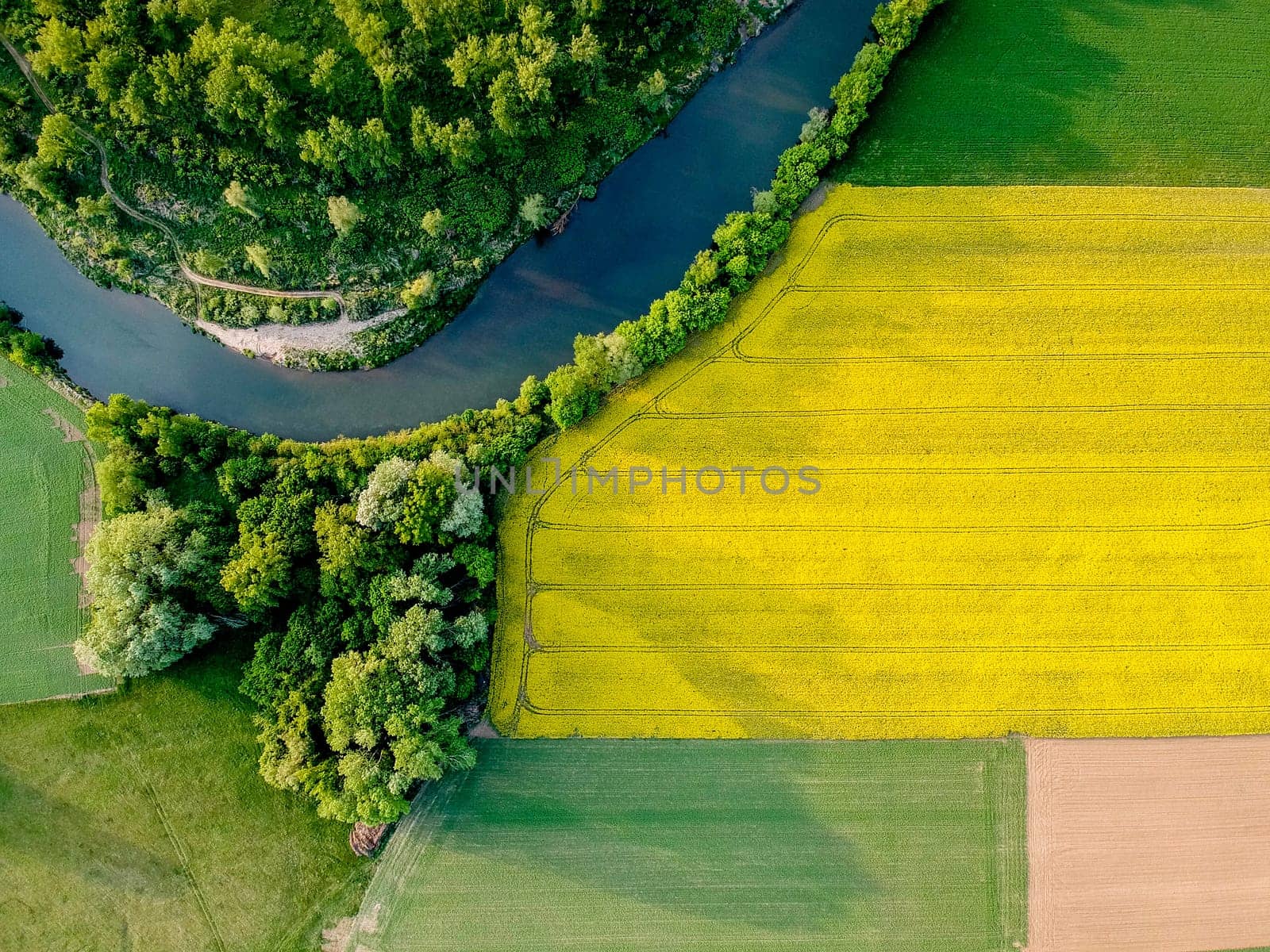 Yellow field rapeseed in bloom