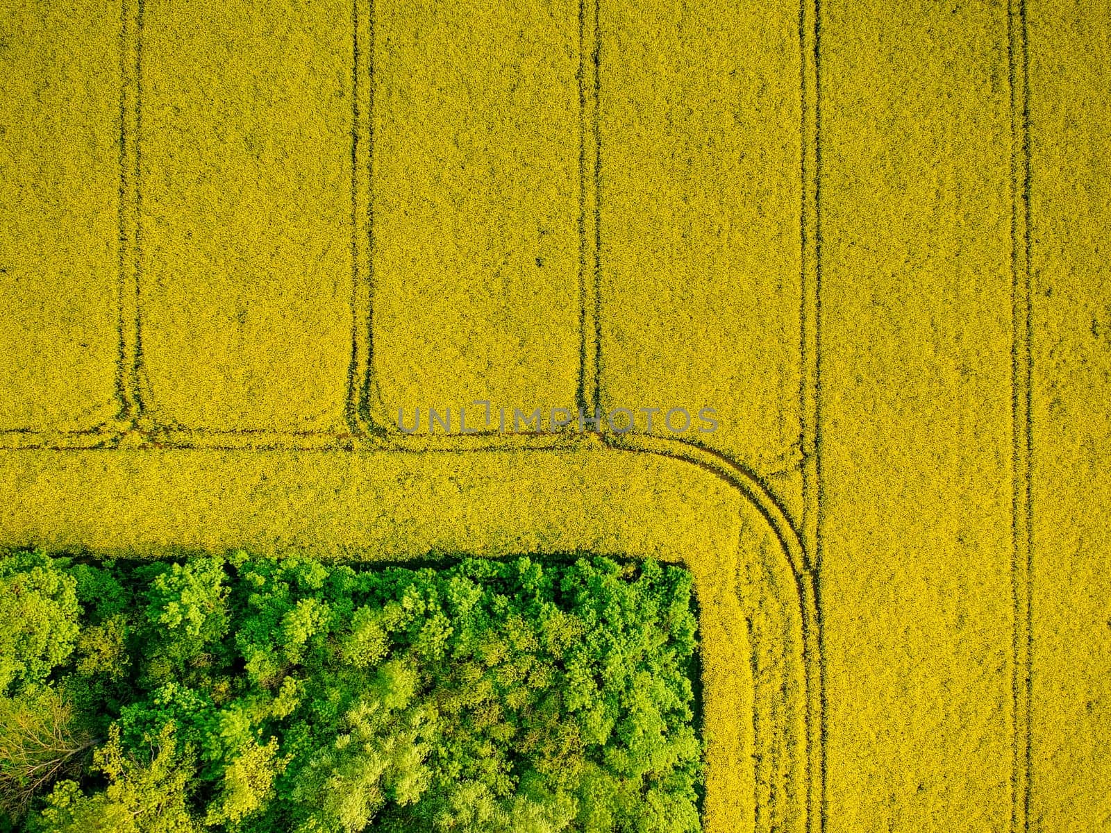 Yellow field rapeseed in bloom