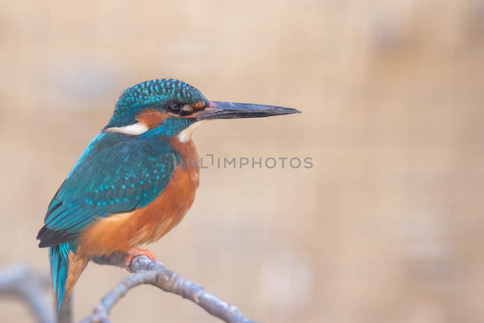 Kingfisher from the side, sitting on a branch, looking to the right