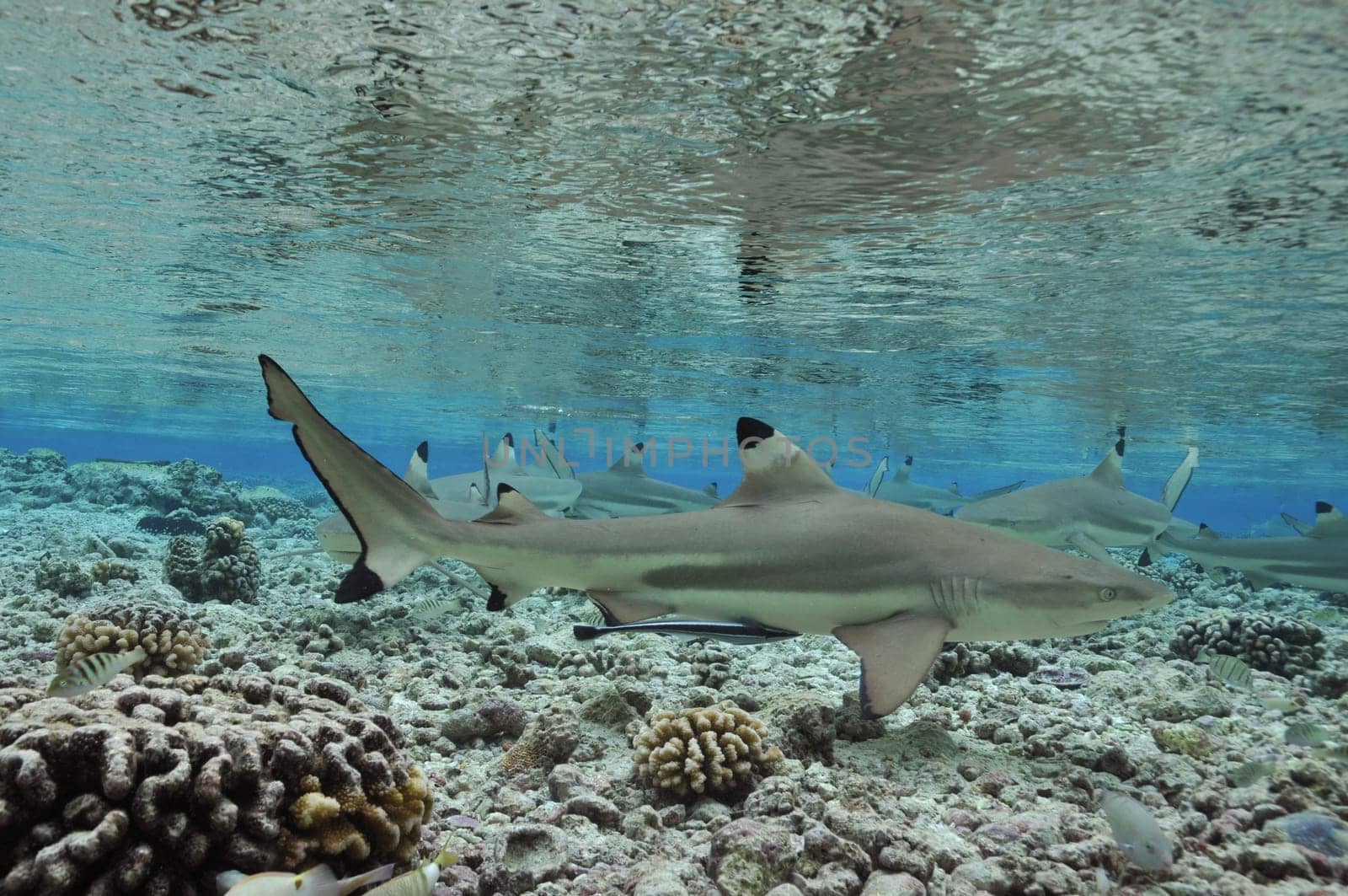 Reef sharks
