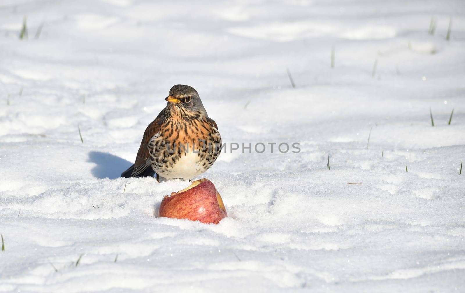 Juniper thrush in winter