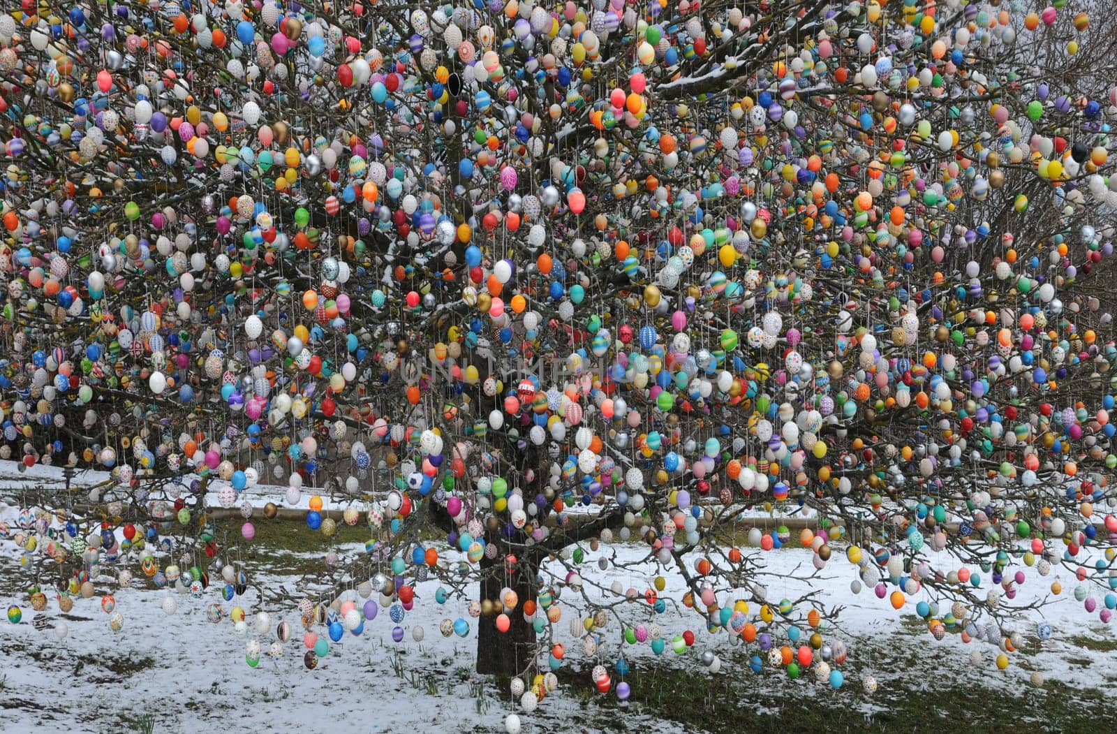 Egg tree