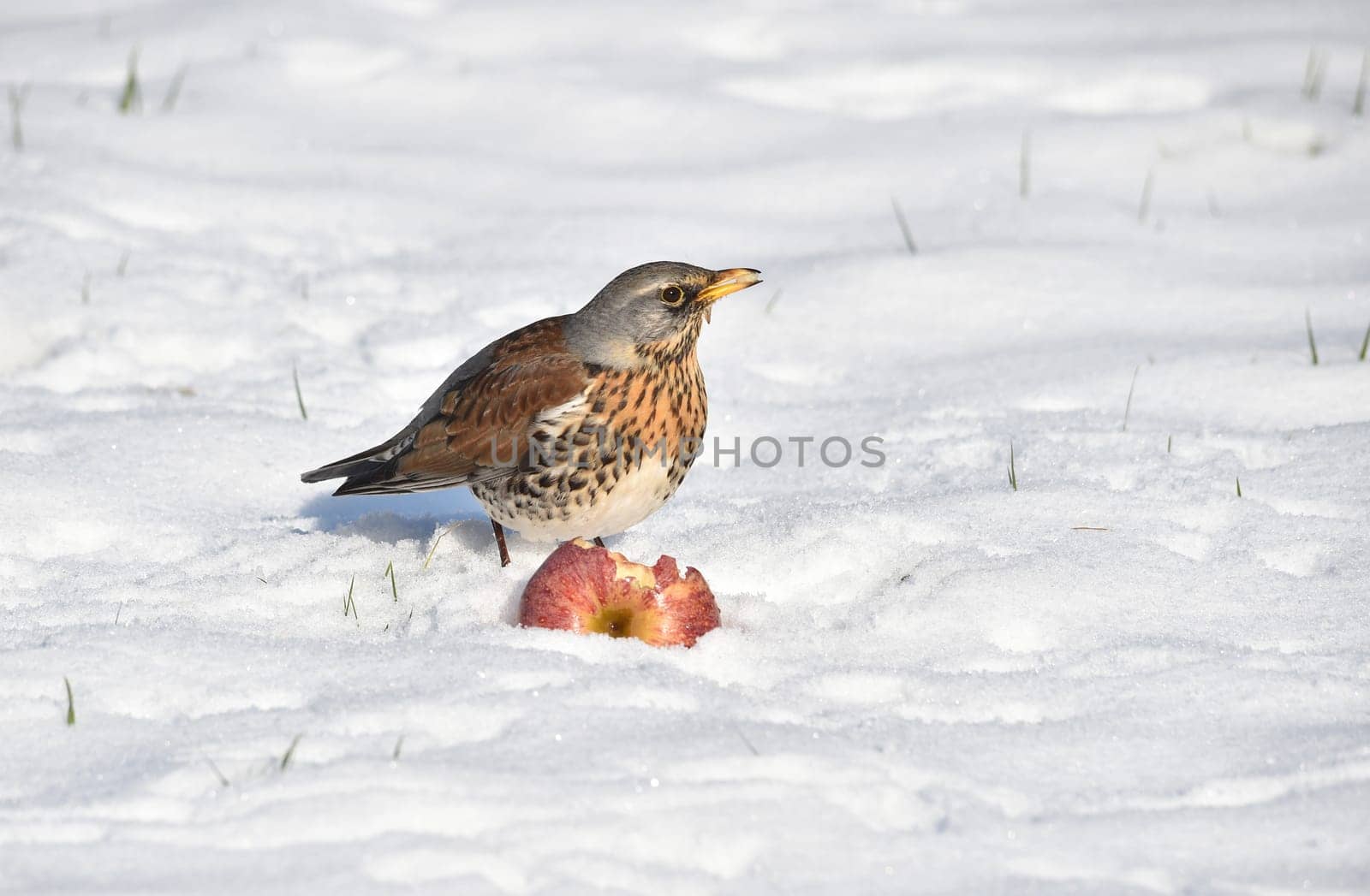 Juniper thrush in winter