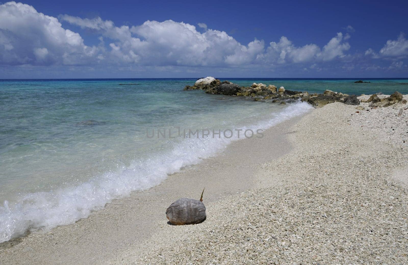 Coconut on the beach
