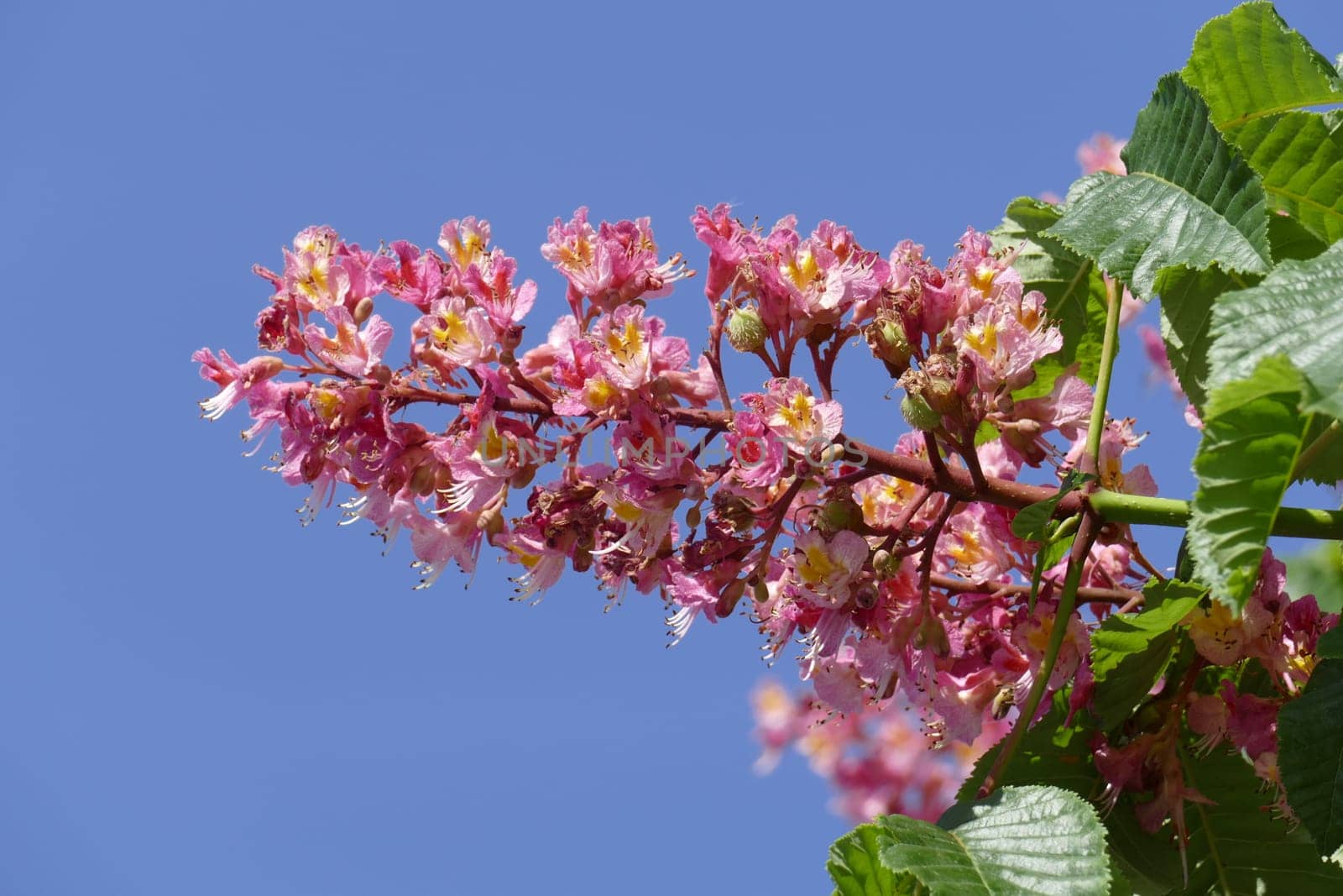 Red chestnut blossoms on tree branches, Germany, Europe