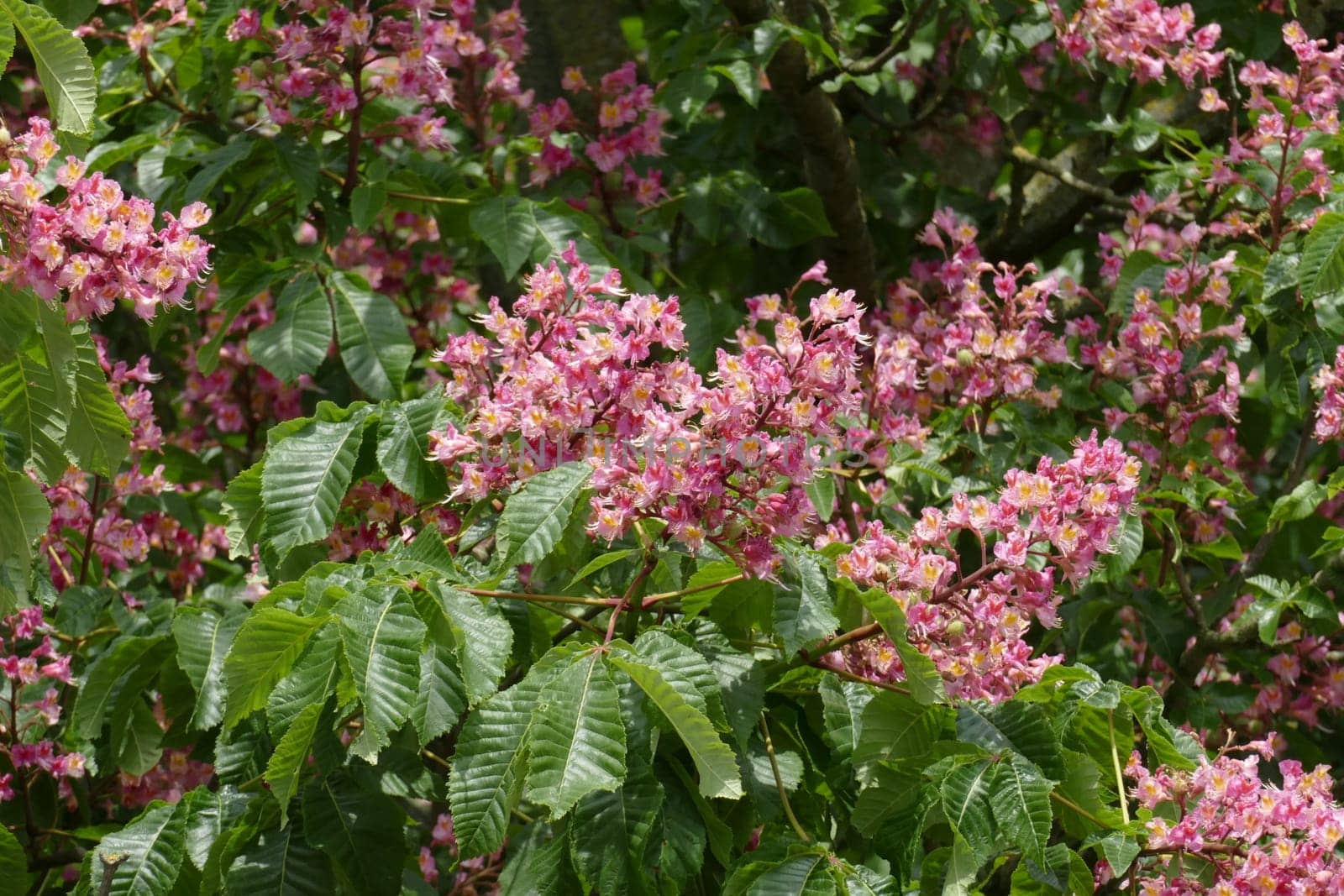 Red chestnut blossoms on tree branches, Germany, Europe