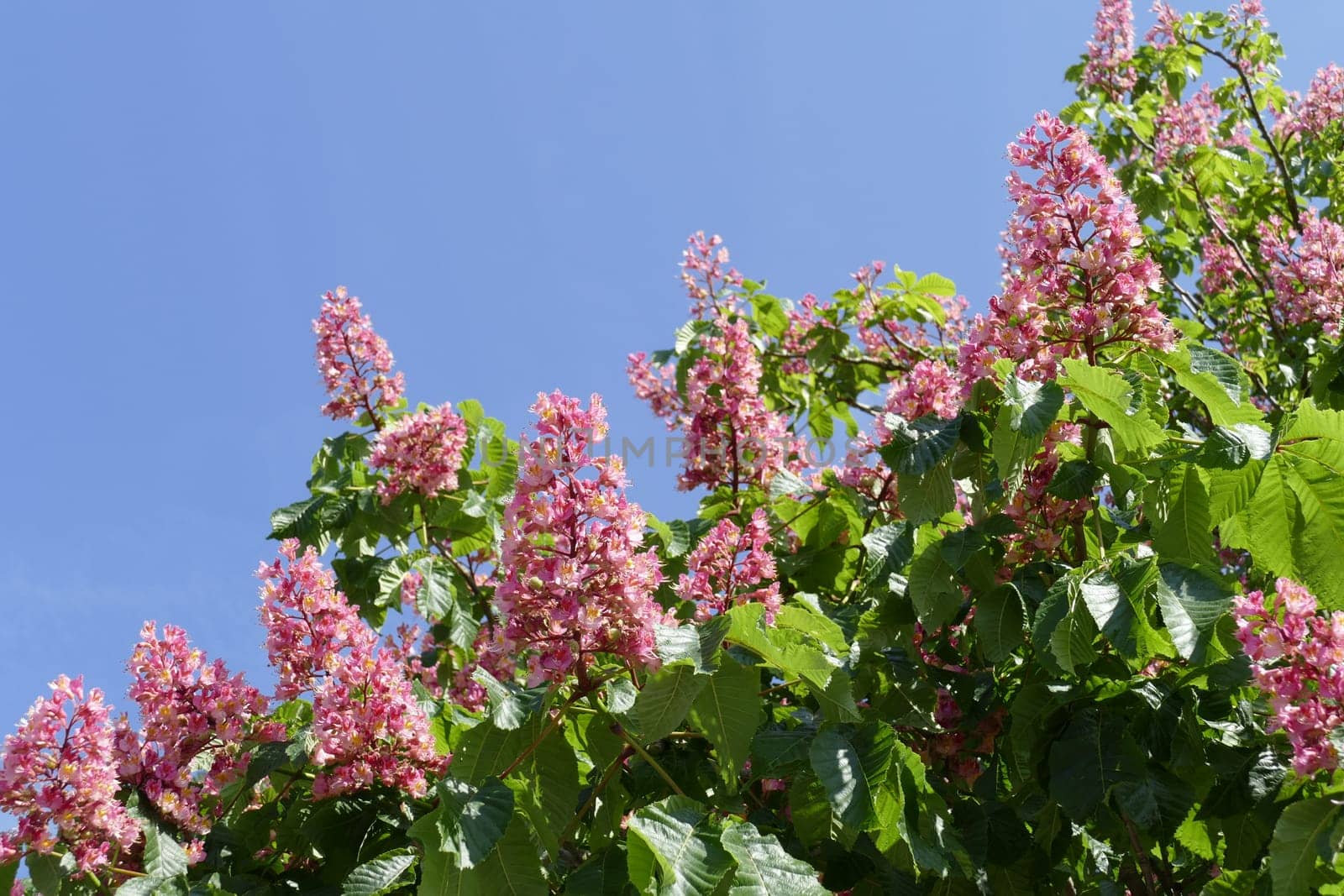 Red chestnut blossoms on tree branches, Germany, Europe