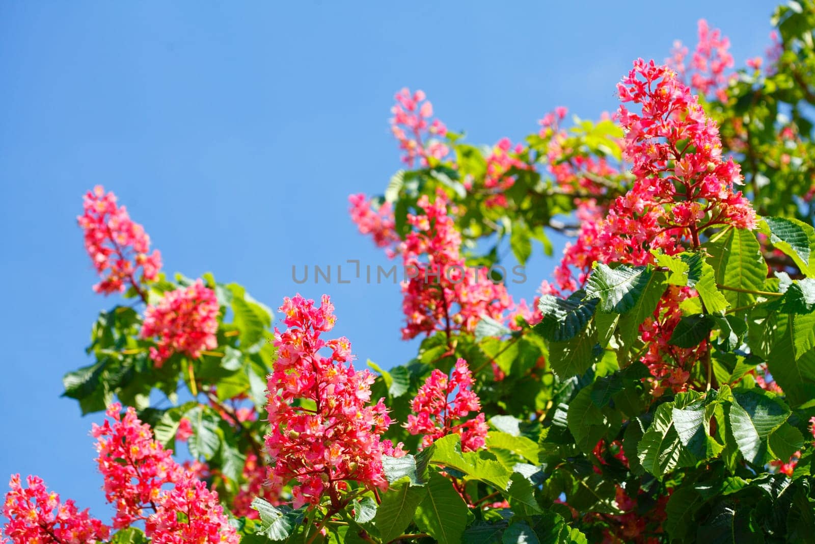 Red chestnut blossoms on tree branches, Germany, Europe