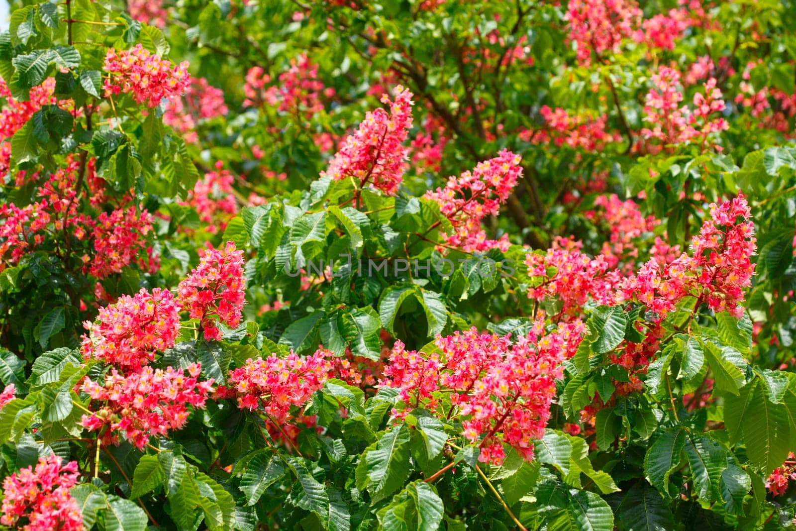 Red chestnut blossoms on tree branches, Germany, Europe