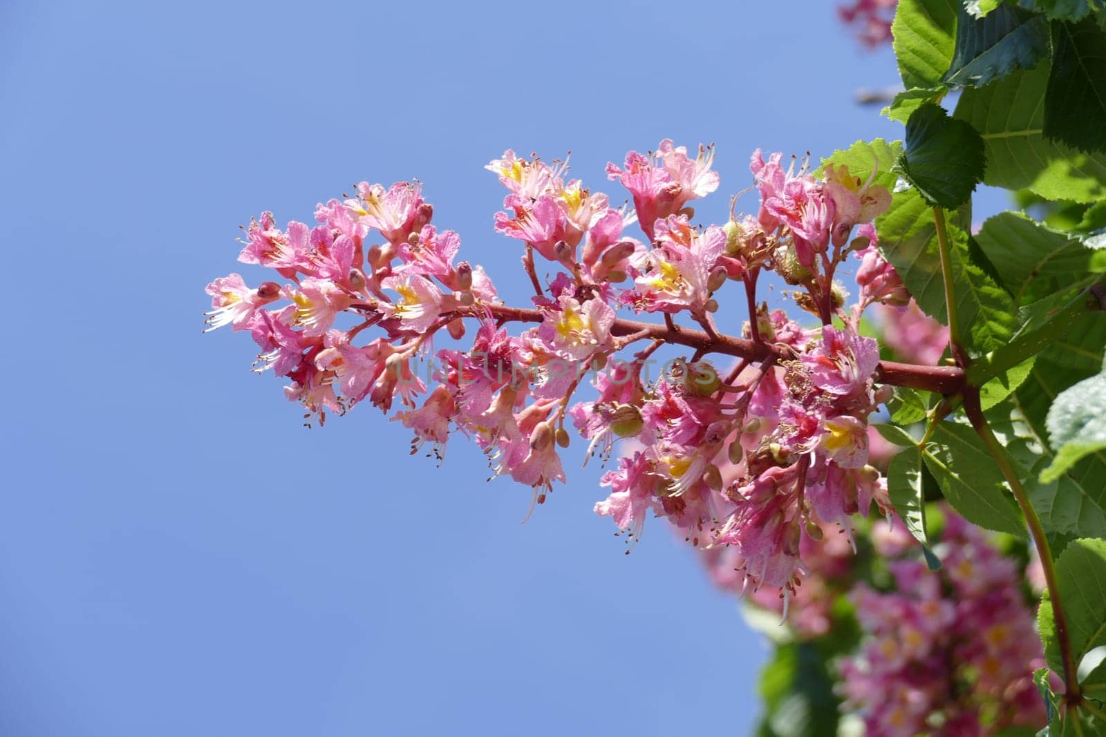 Red chestnut blossoms on tree branches, Germany, Europe