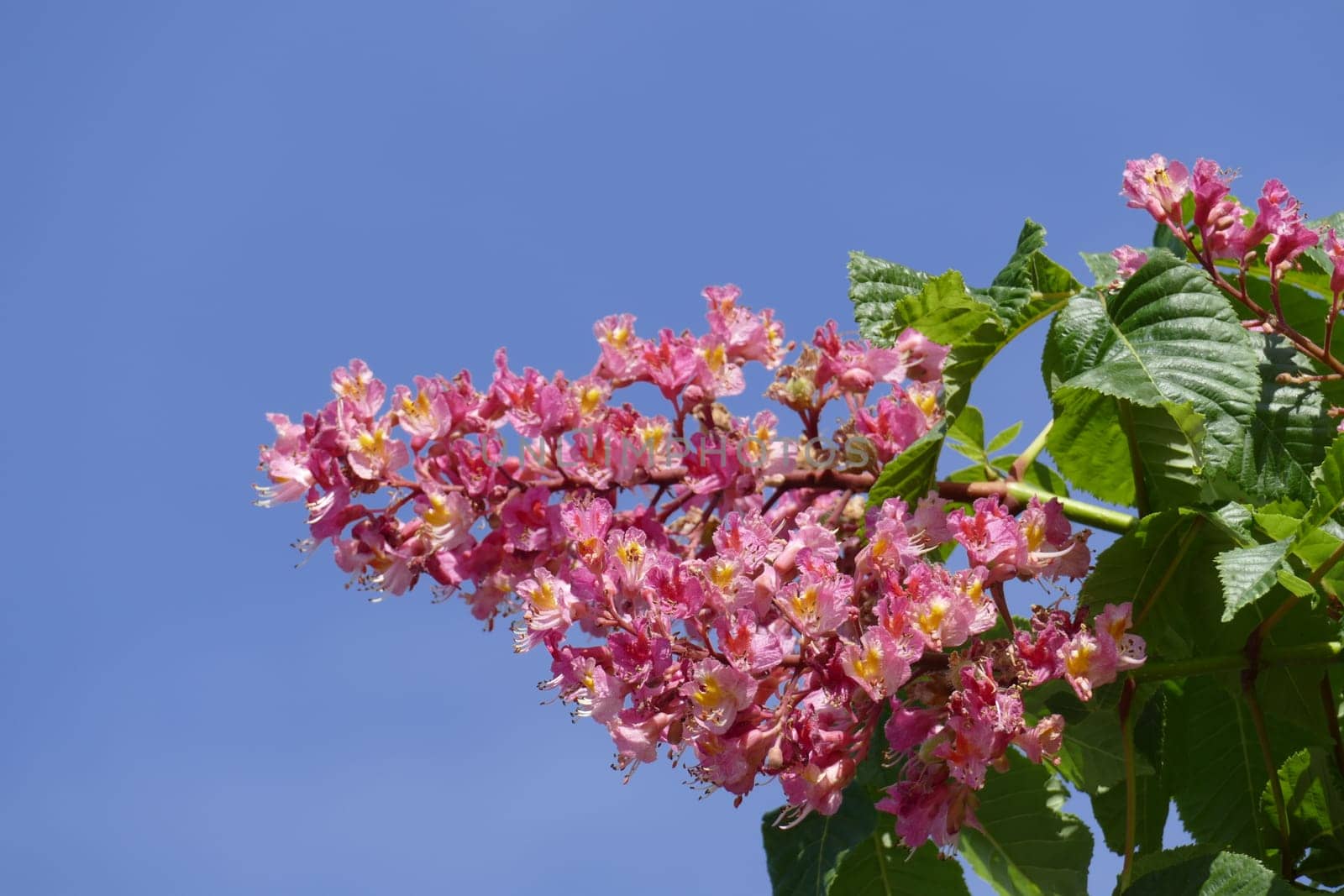 Red chestnut blossoms on tree branches, Germany, Europe