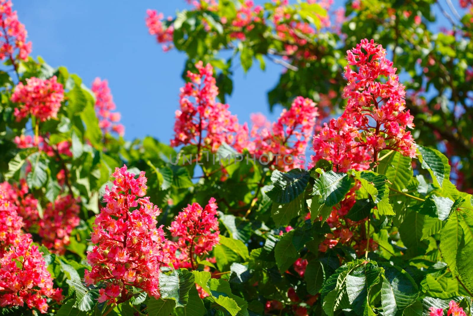 Red chestnut blossoms on tree branches, Germany, Europe