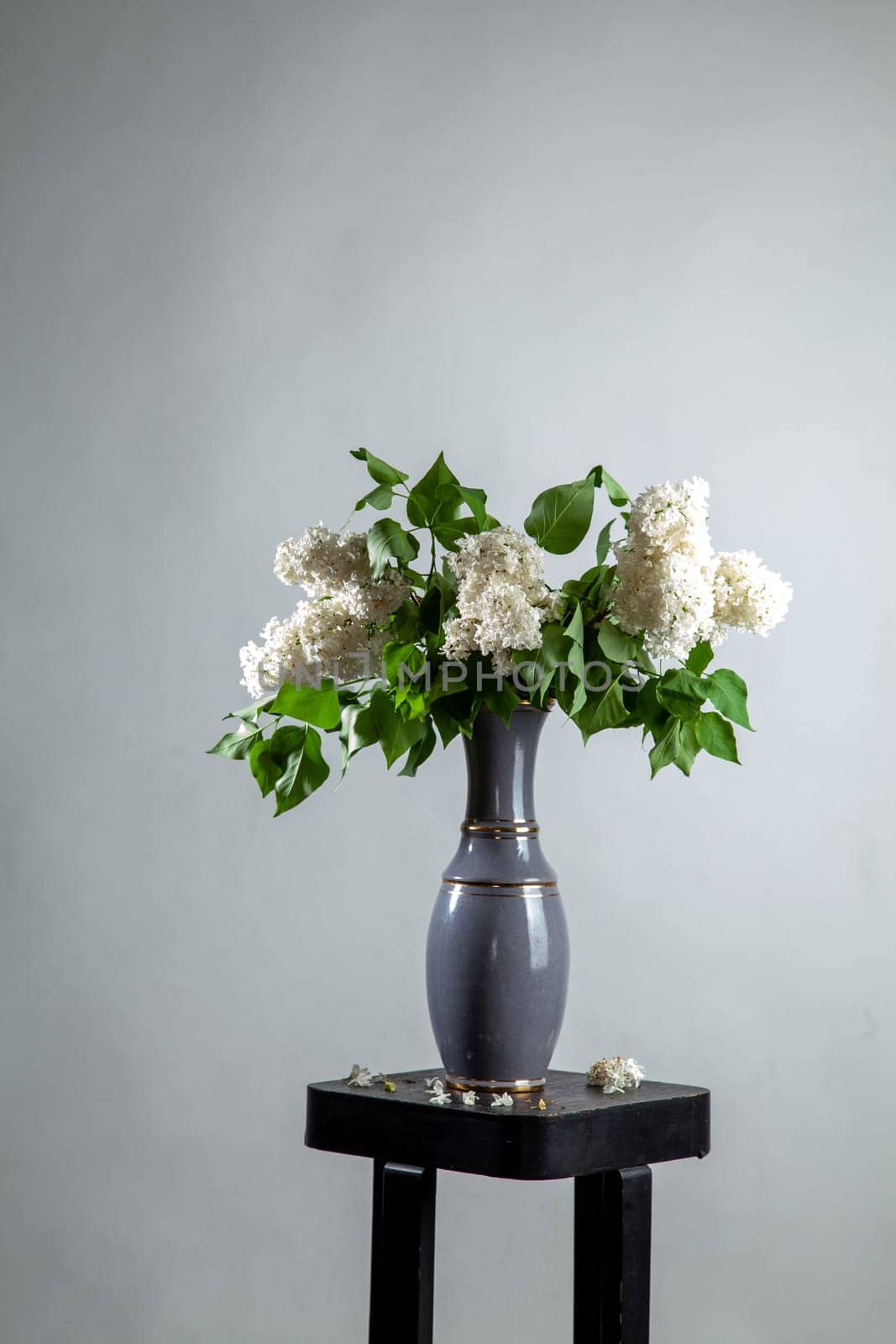 White branches of lilac in vase on gray background. Spring branch of blooming lilac on the table with gray background. Fallen lilac flowers on the table.