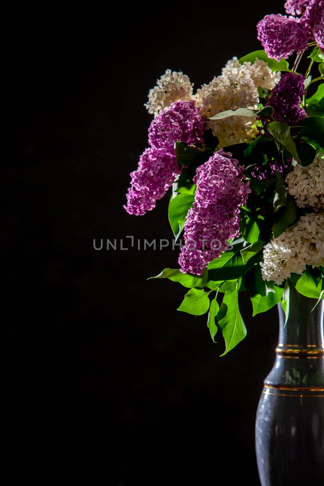White and purple branches of lilac in vase on black background. Spring branch of blooming lilac on the black background.