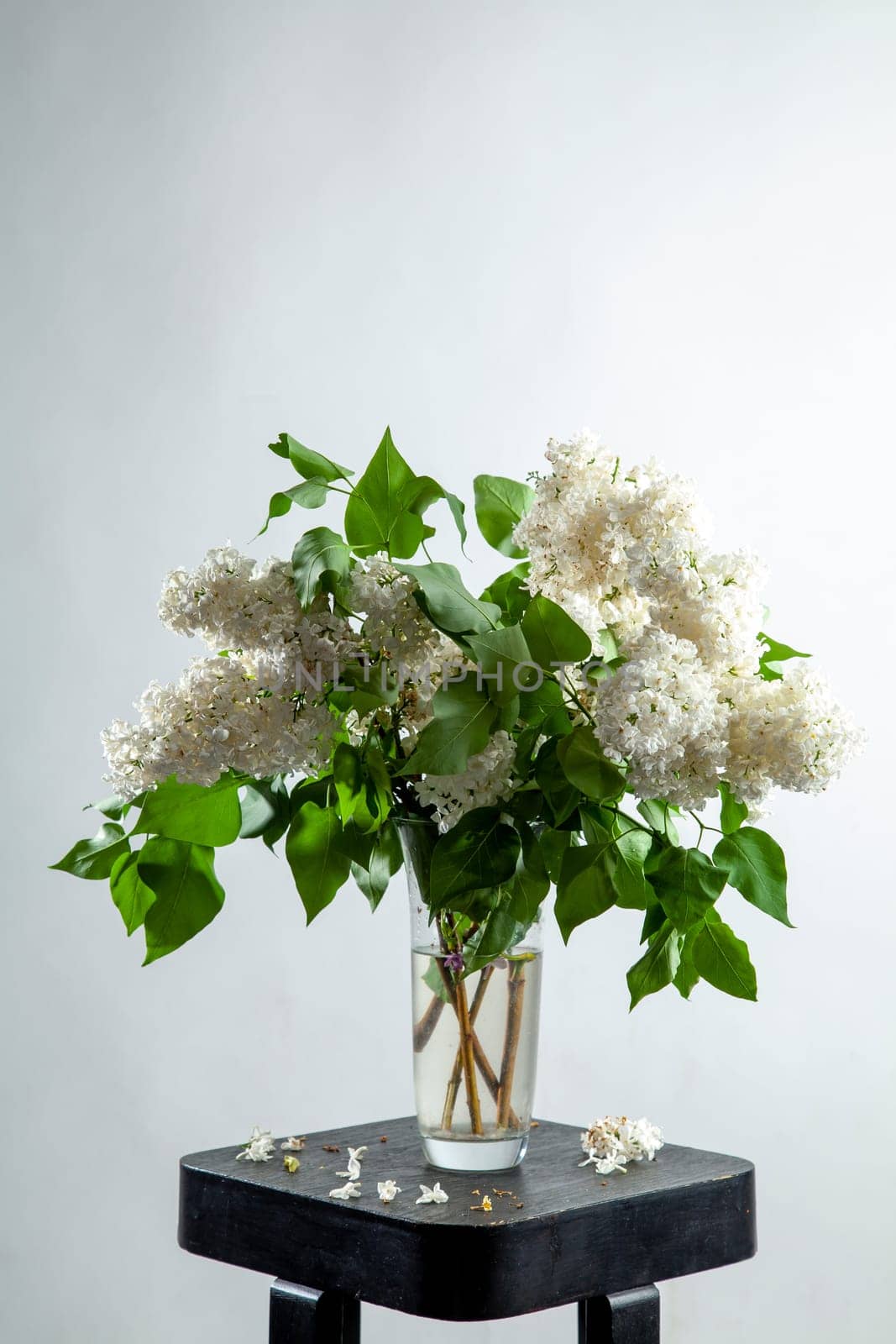 White branches of lilac in glass vase on gray background. Spring branch of blooming lilac on the table with gray background. Fallen lilac flowers on the table.