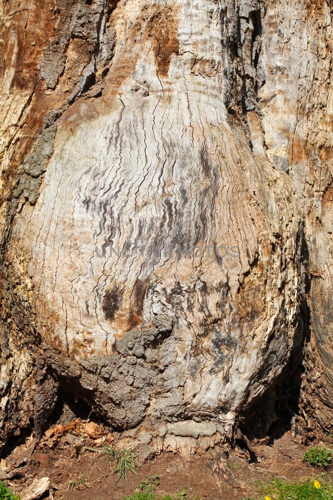 Old knotty tree trunk with round adhesion, wood texture, background image