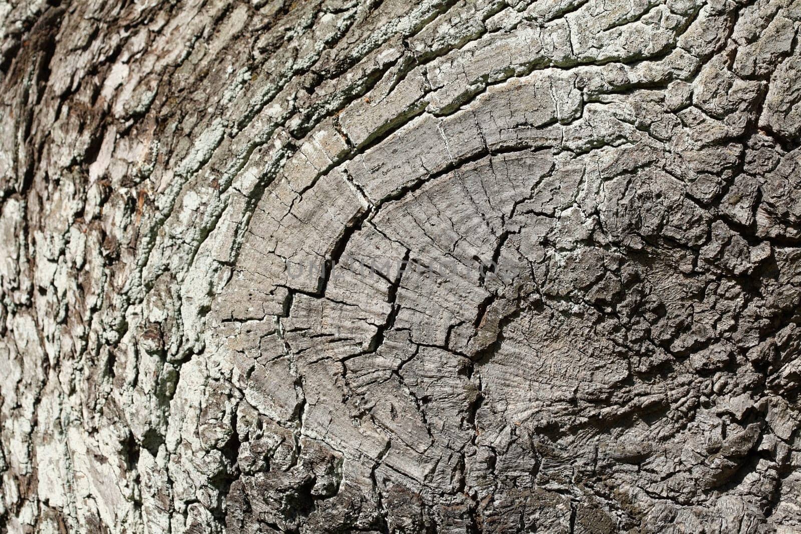 gray tree bark with, wood texture, background image