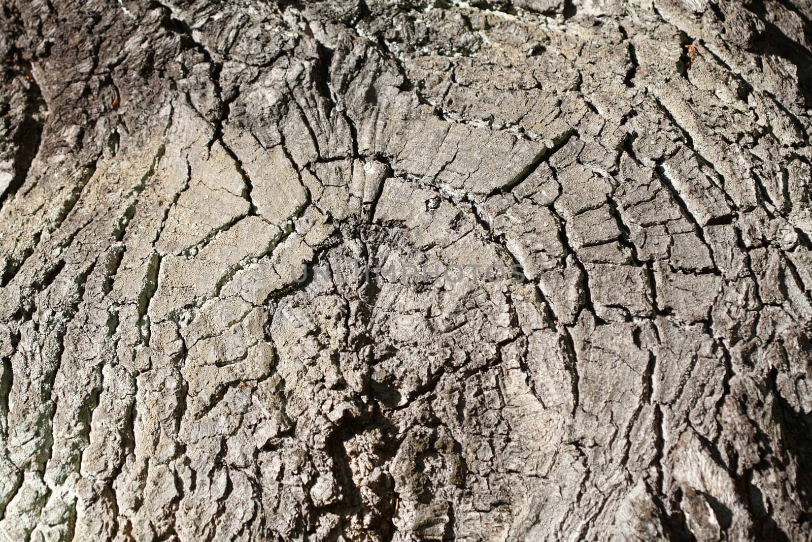 gray tree bark with, wood texture, background image