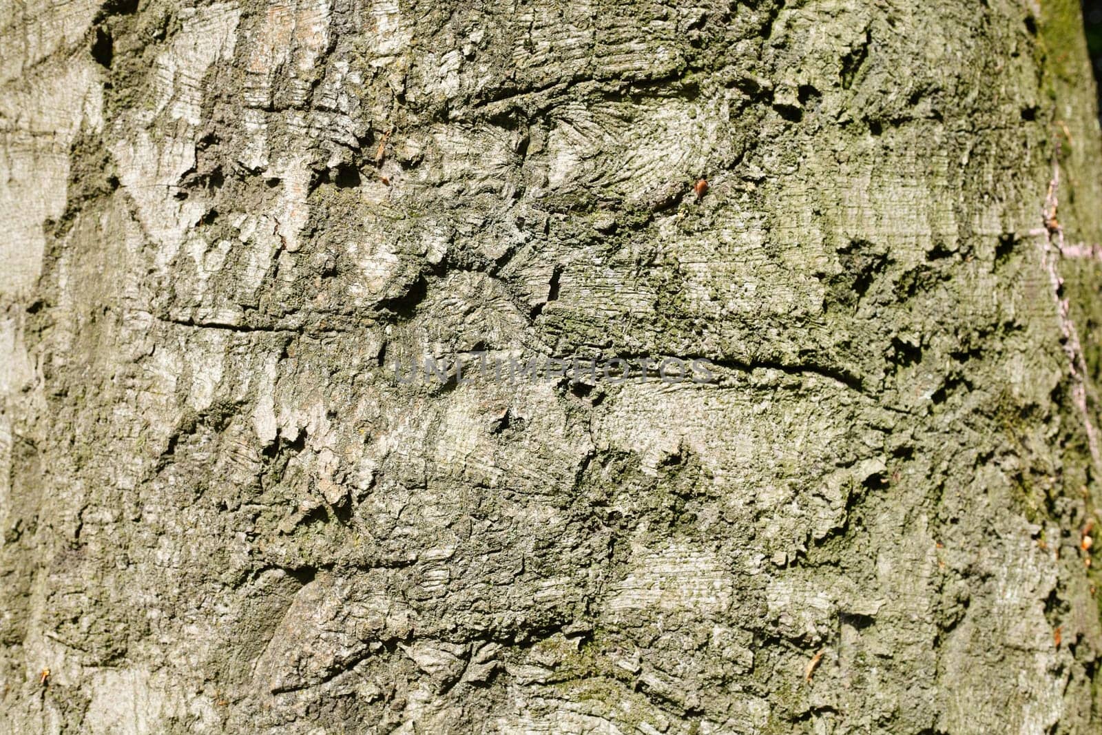 gray tree bark with, wood texture, background image