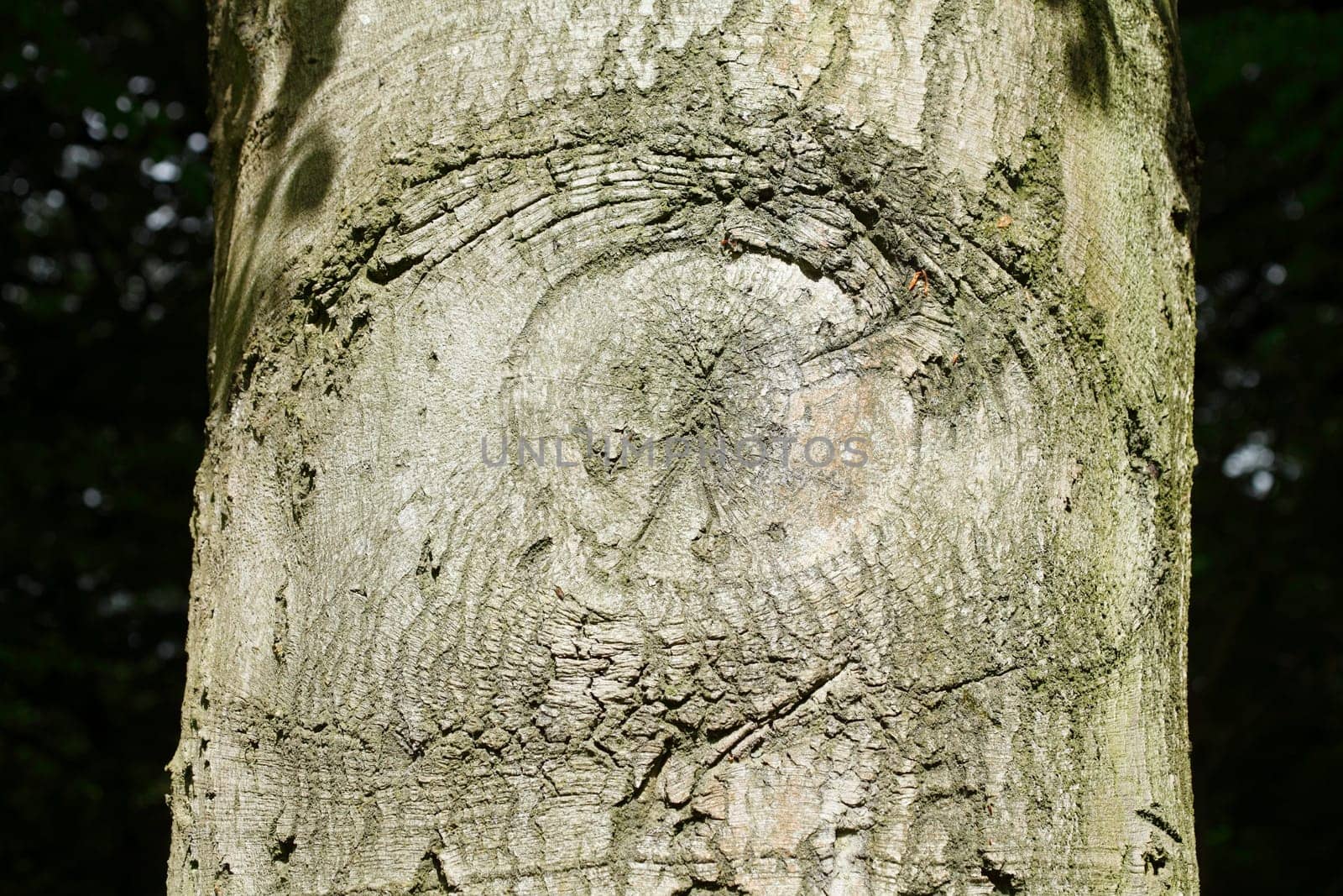 Old gnarled tree trunk with growth, wood texture, background image..