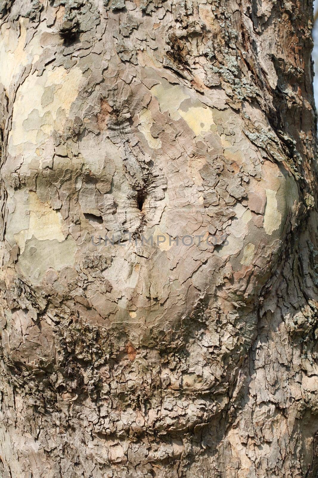 Old knotty tree trunk with round adhesion, wood texture, background image