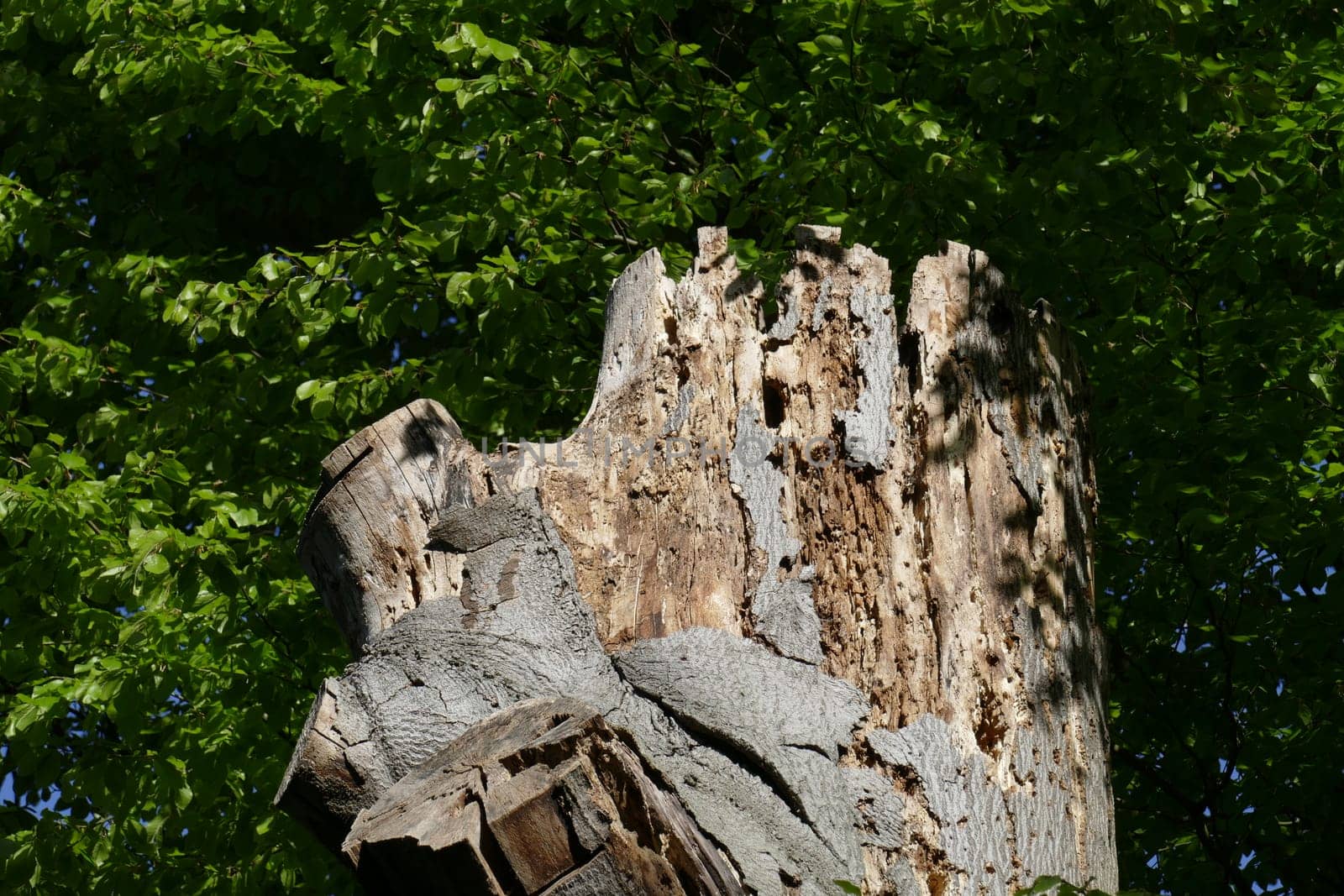 old gnarled sawed tree stump