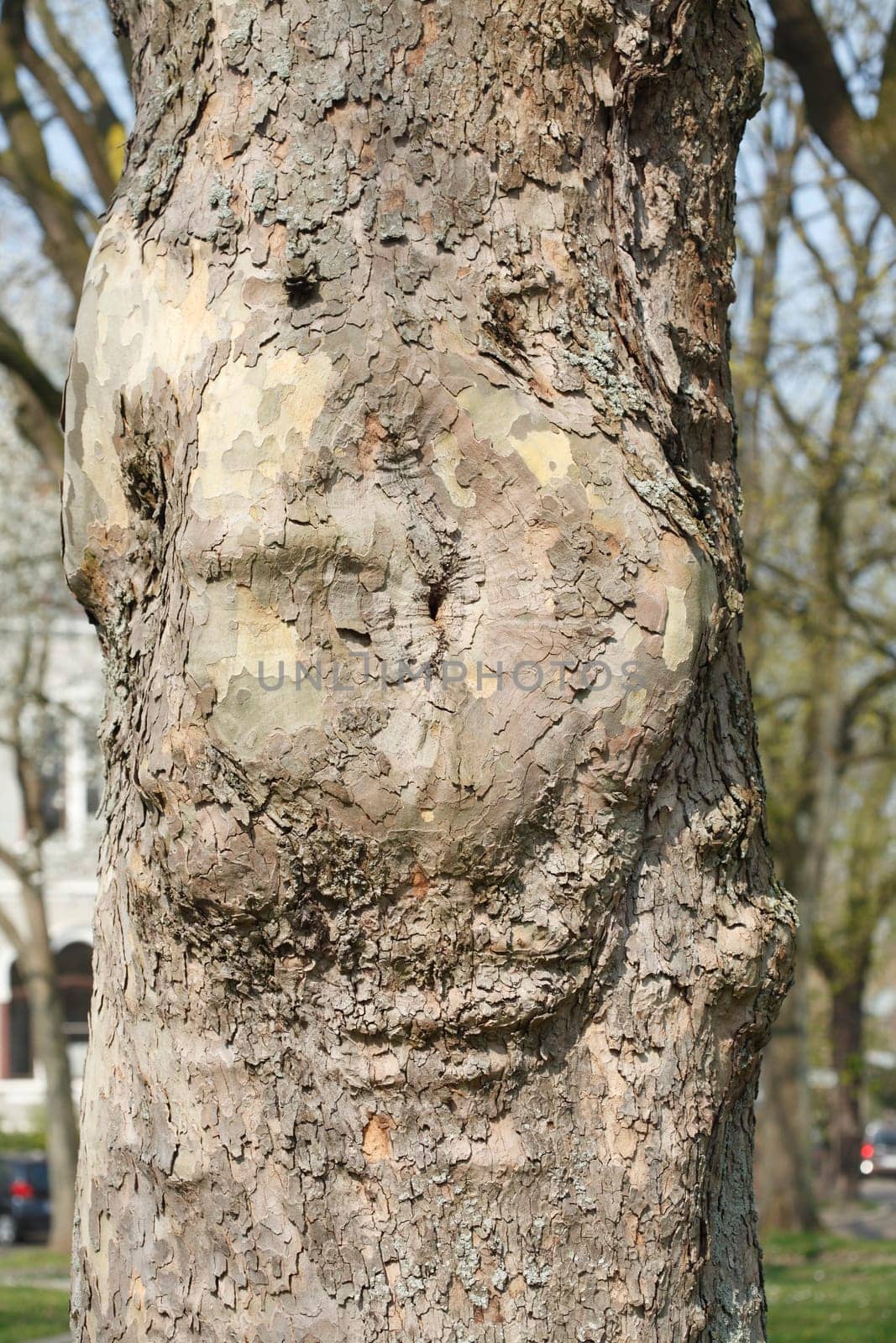 Old knotty tree trunk with round adhesion, wood texture, background image