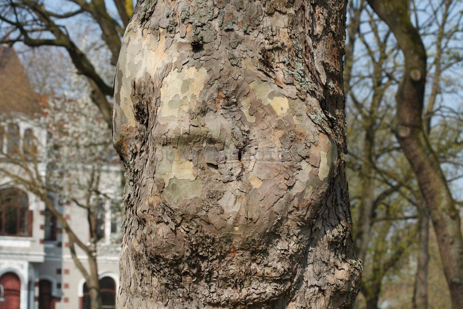 Old knotty tree trunk with round adhesion, wood texture, background image