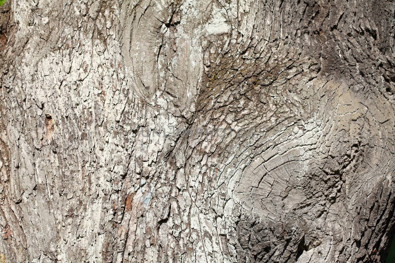 gray tree bark with, wood texture, background image