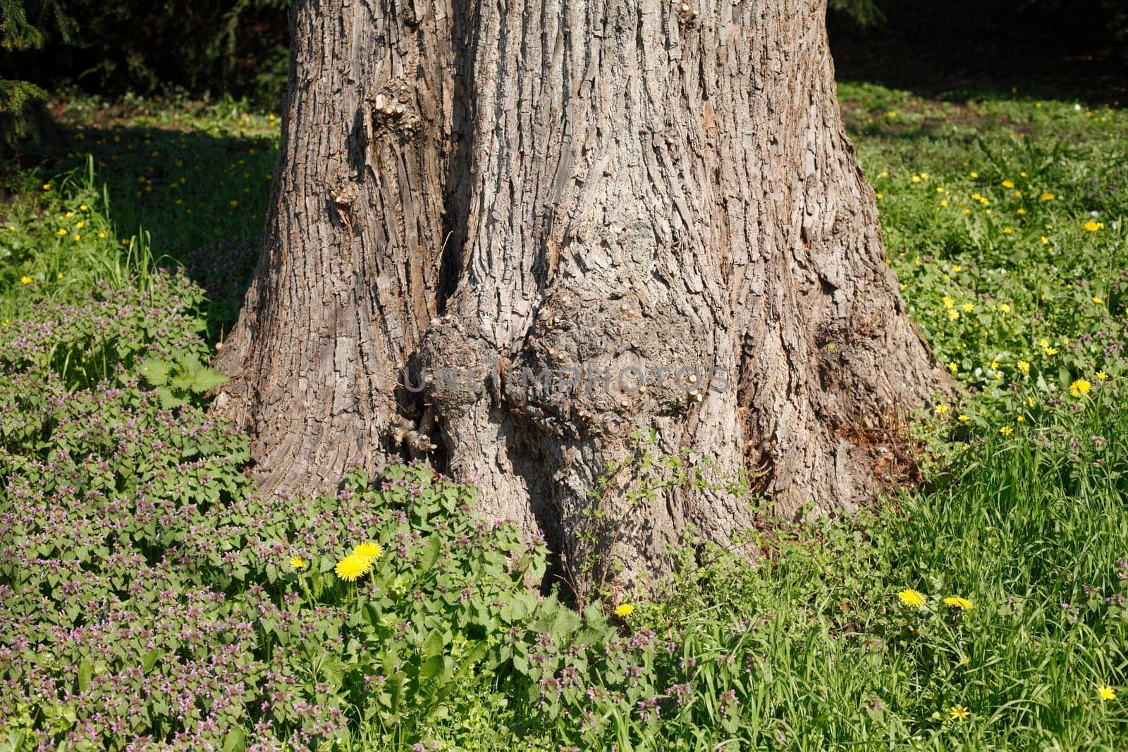 Old gnarled tree trunk, meadow, Germany