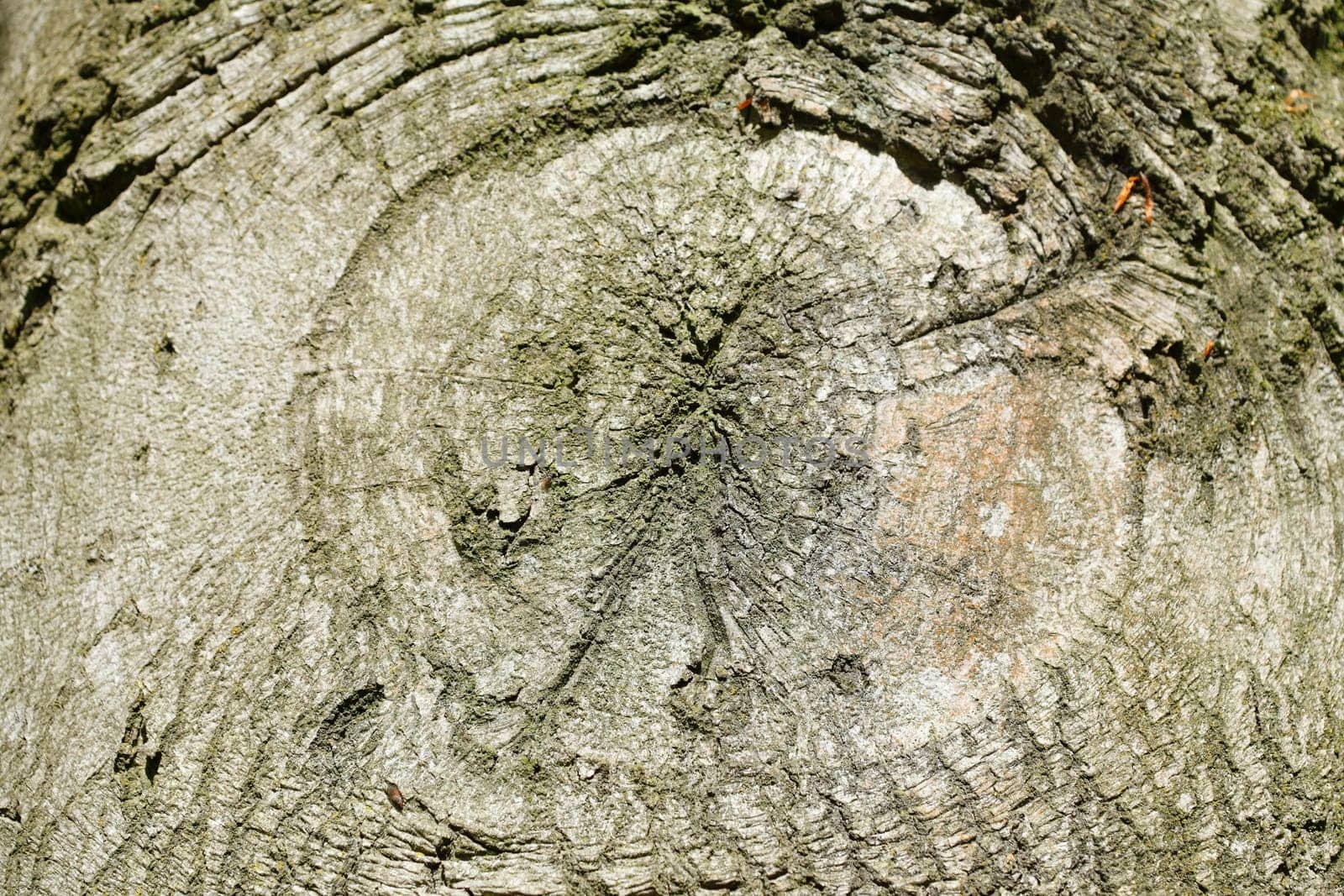 Old gnarled tree trunk with growth, wood texture, background image..