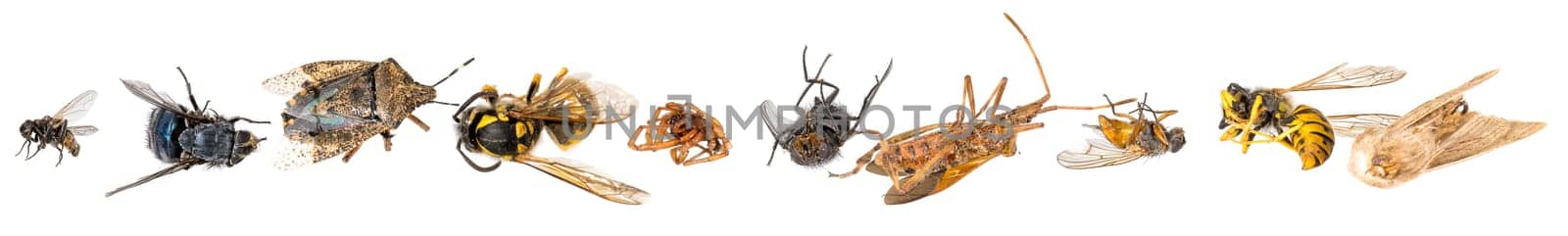 Many different colorful dead insects are in one pile. Isolated on white
