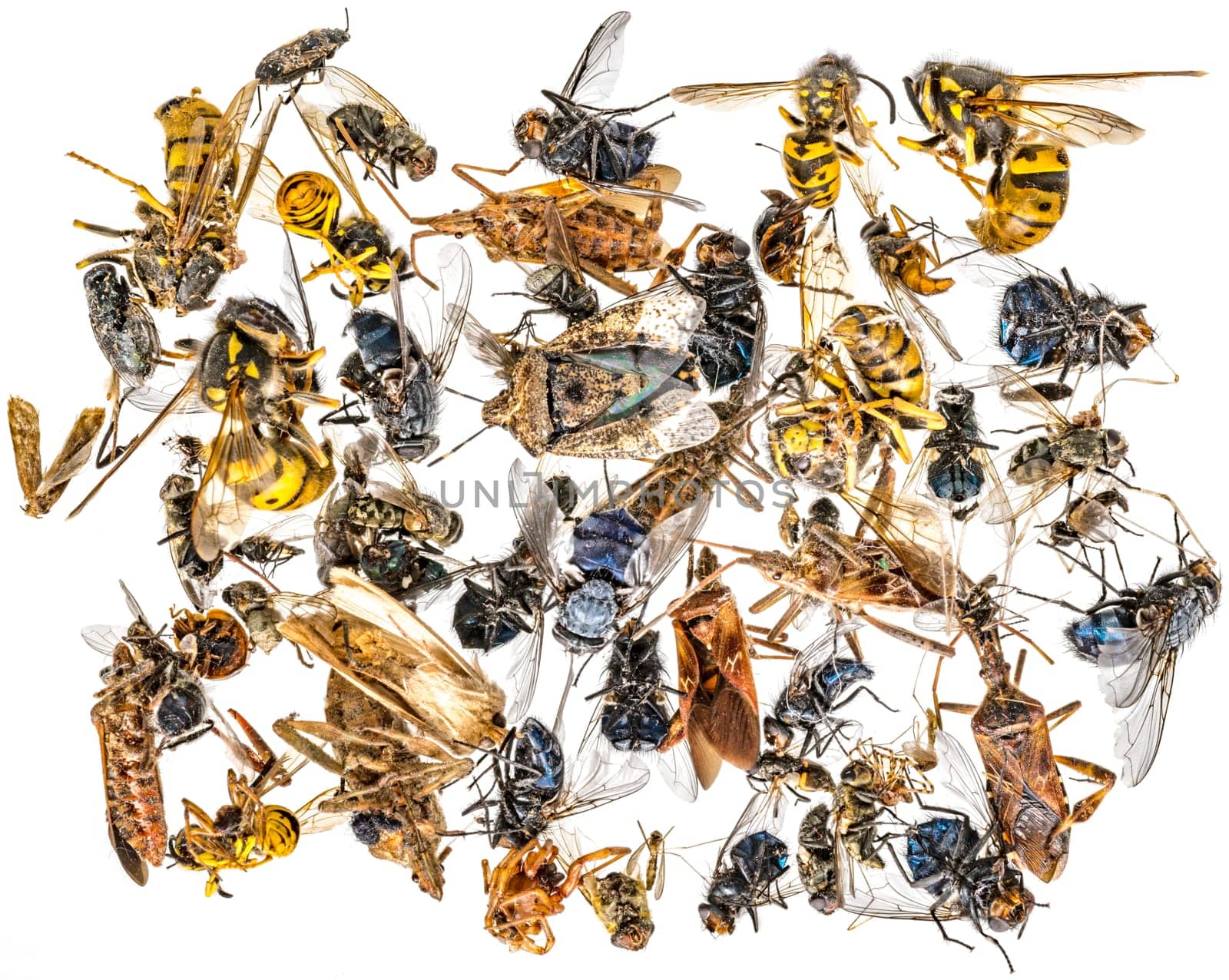 Many different colorful dead insects are in one pile. Isolated on white
