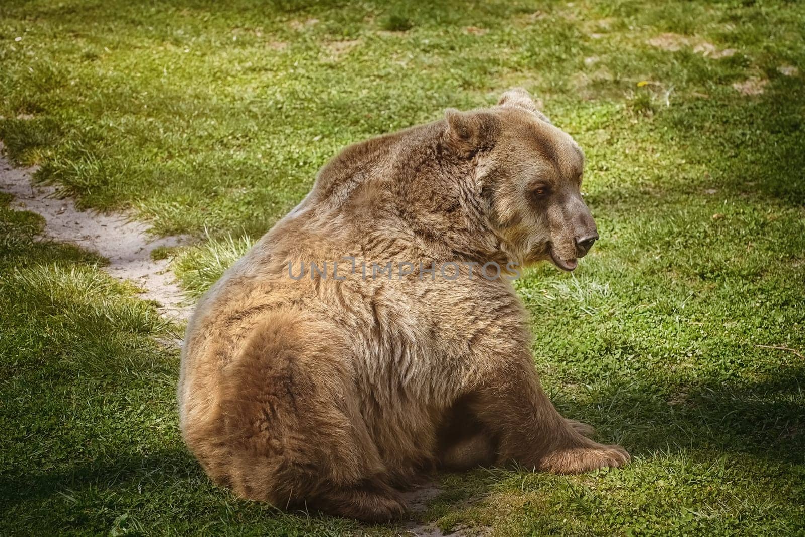 Brown bear resting on the green lawn