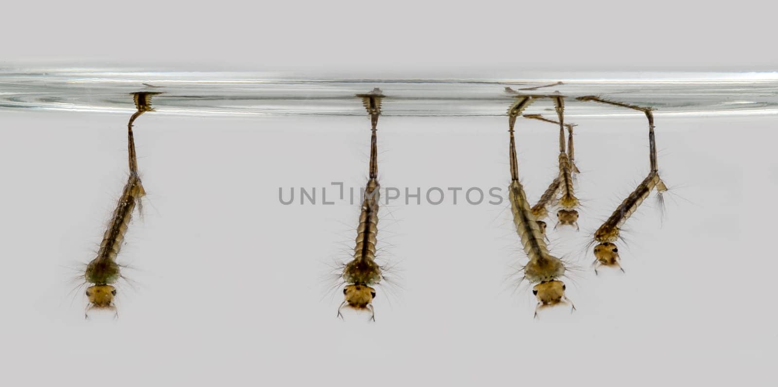 Snarling larvae are hanging on the water surface against a gray background