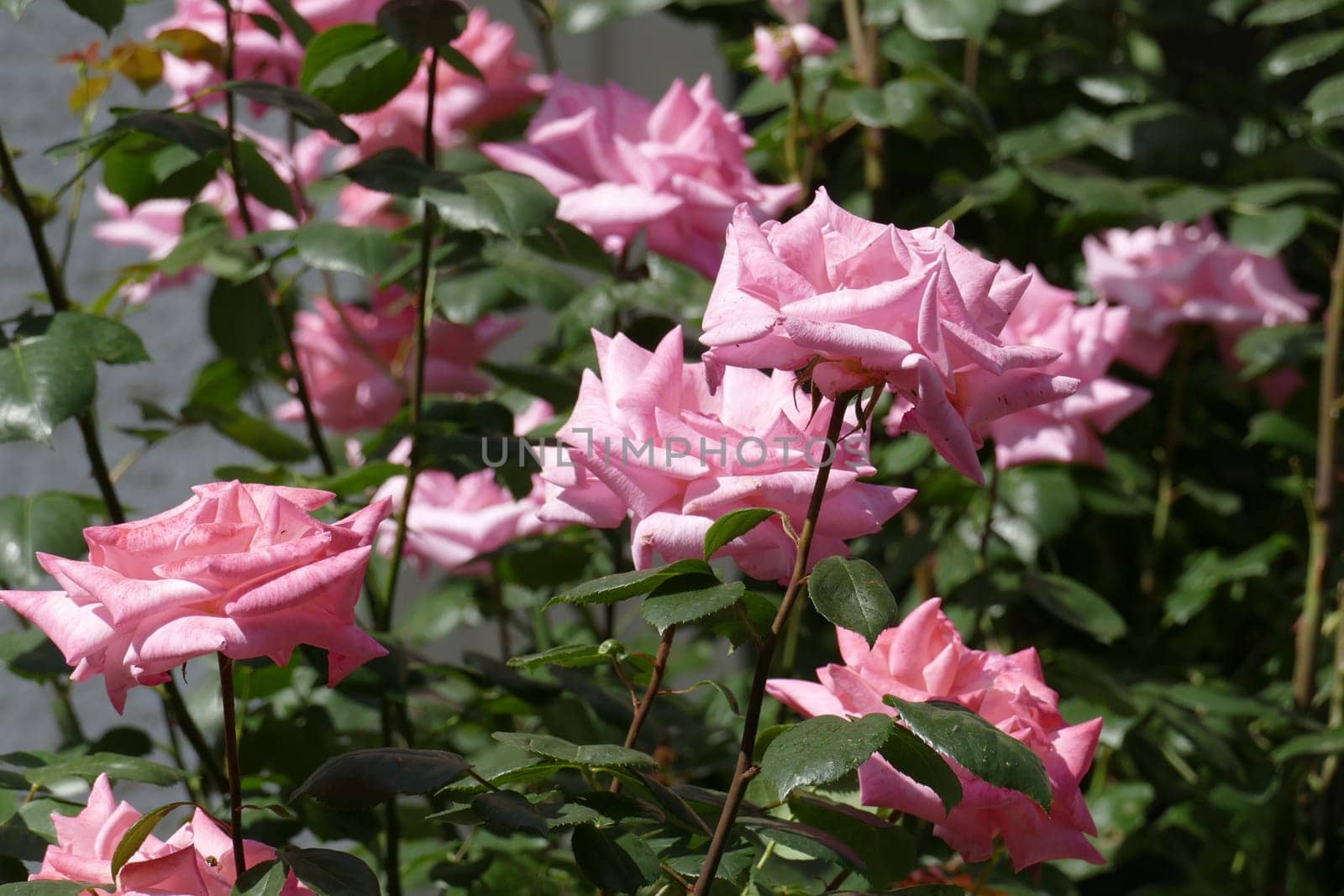 Pink climbing roses, dark background, Germany..