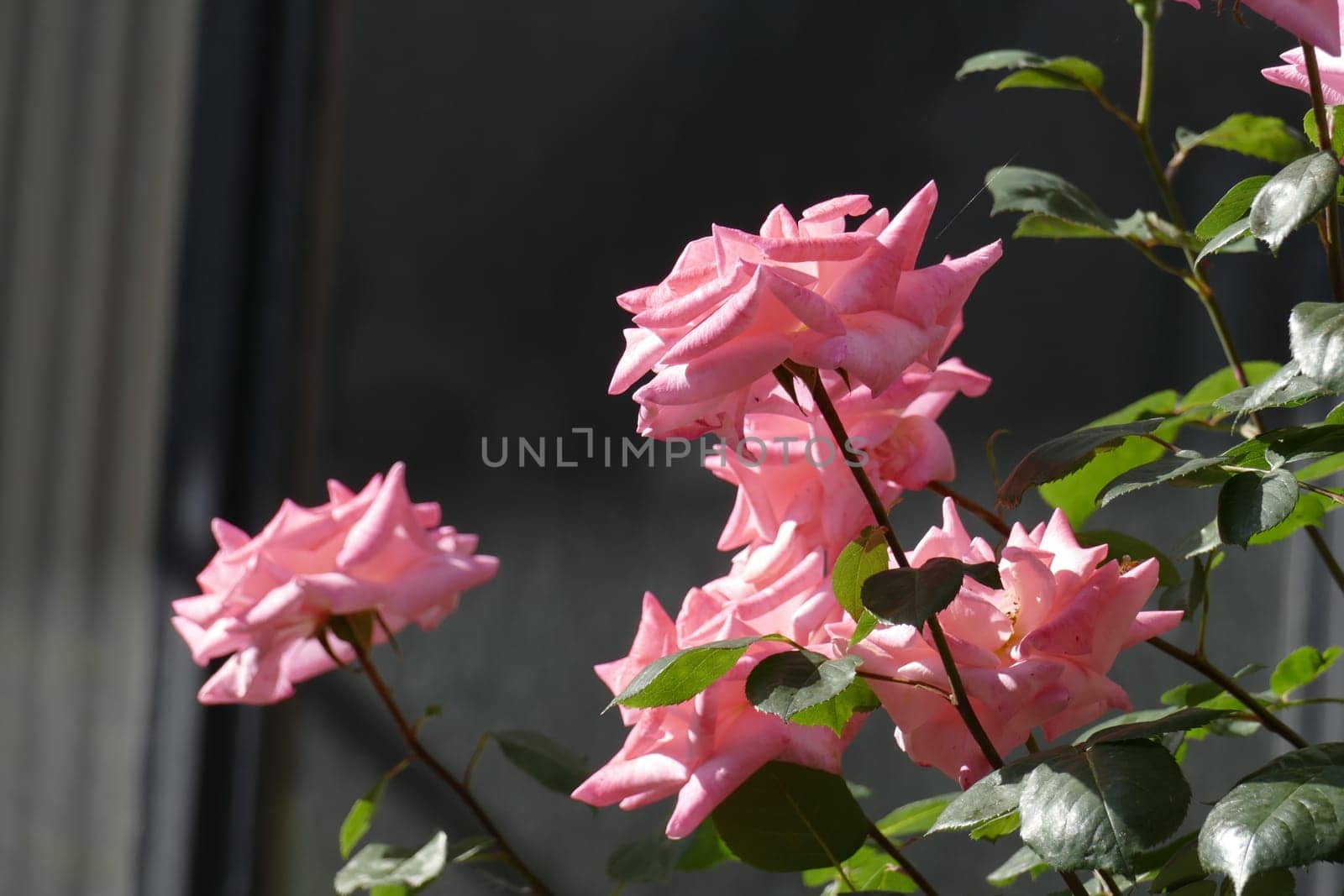 Pink climbing roses, dark background, Germany..