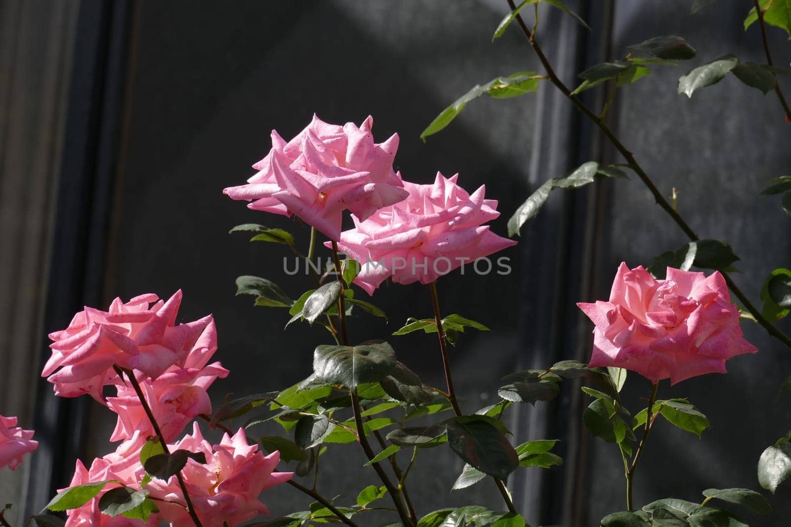Pink climbing roses, dark background, Germany..