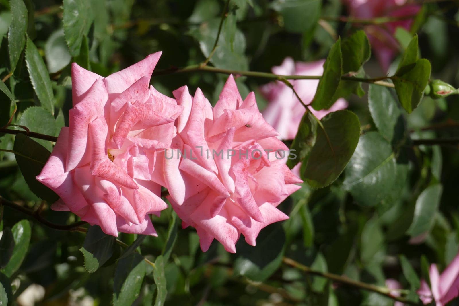 Pink climbing roses, dark background, Germany..