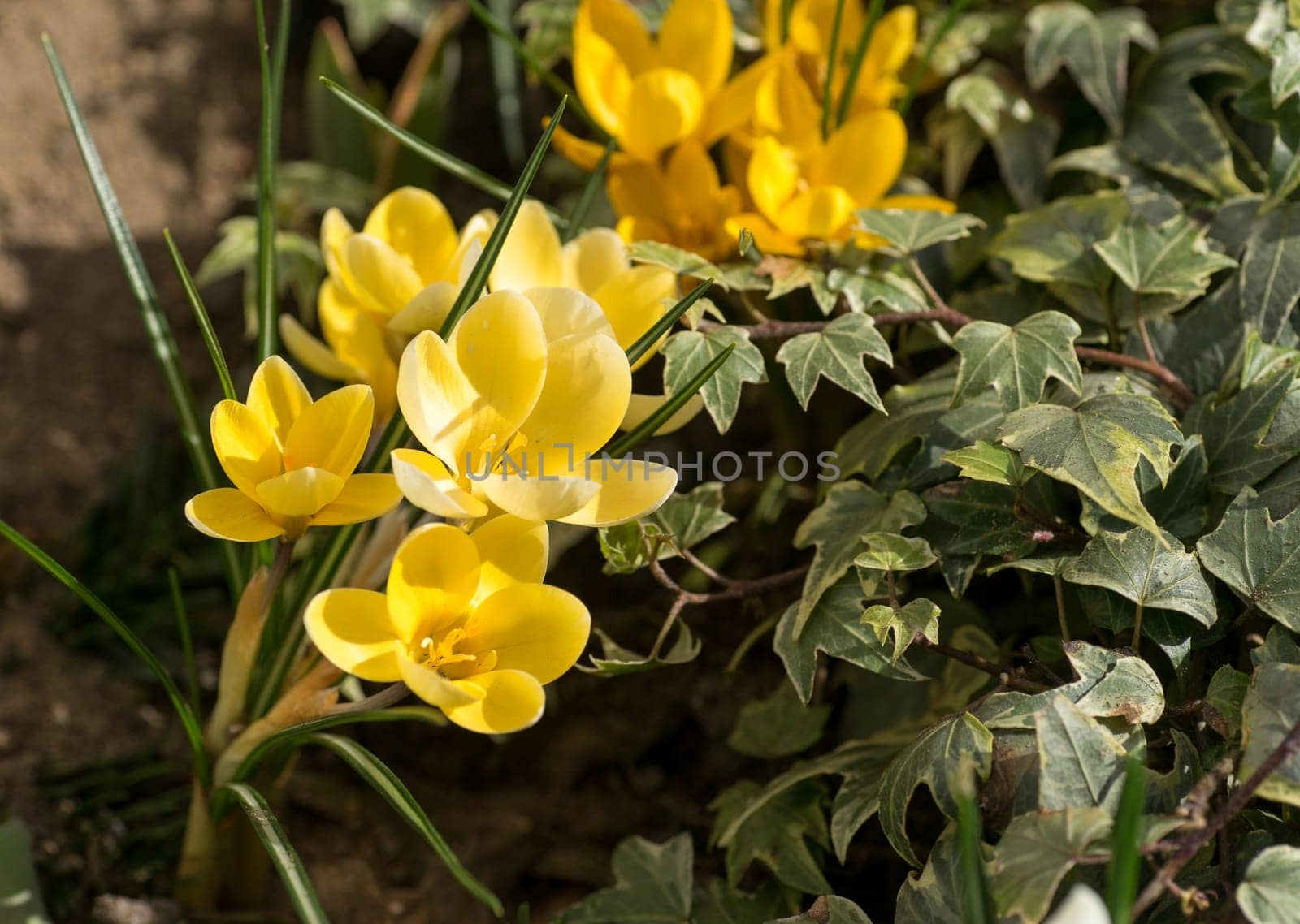 spring has come, anemones and crocuses in full bloom with bright yellow and white color