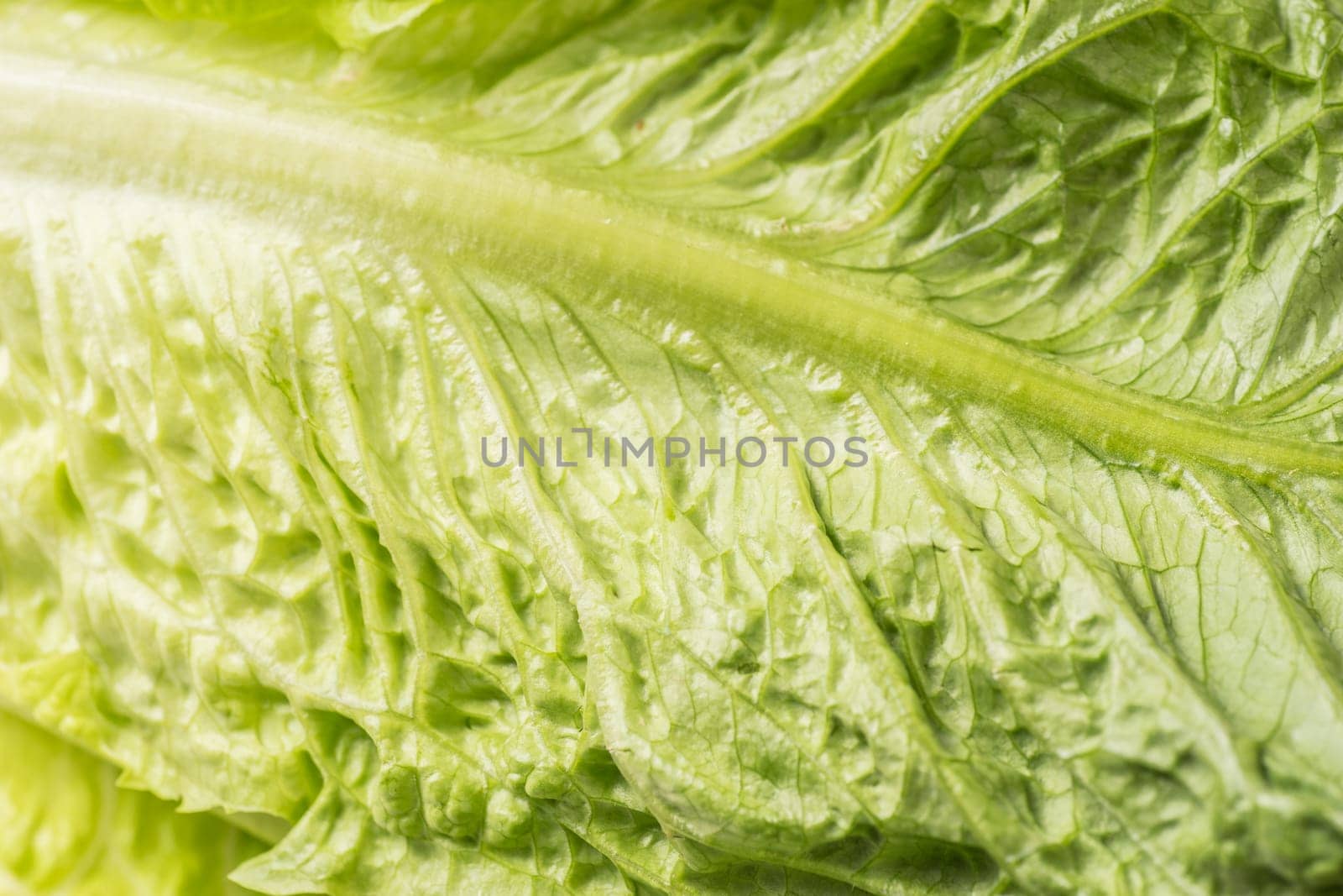 leaf of lettuce close up and background