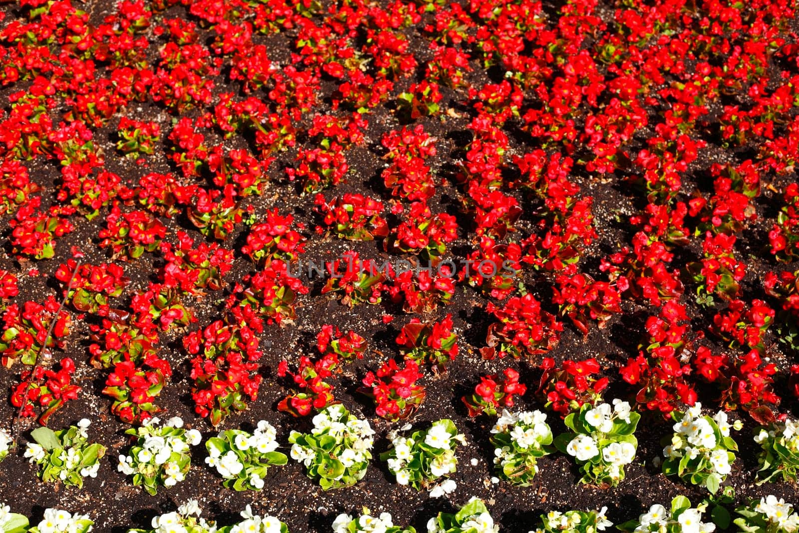 Red and white flowering primroses, flowerbed, background picture, Germany..