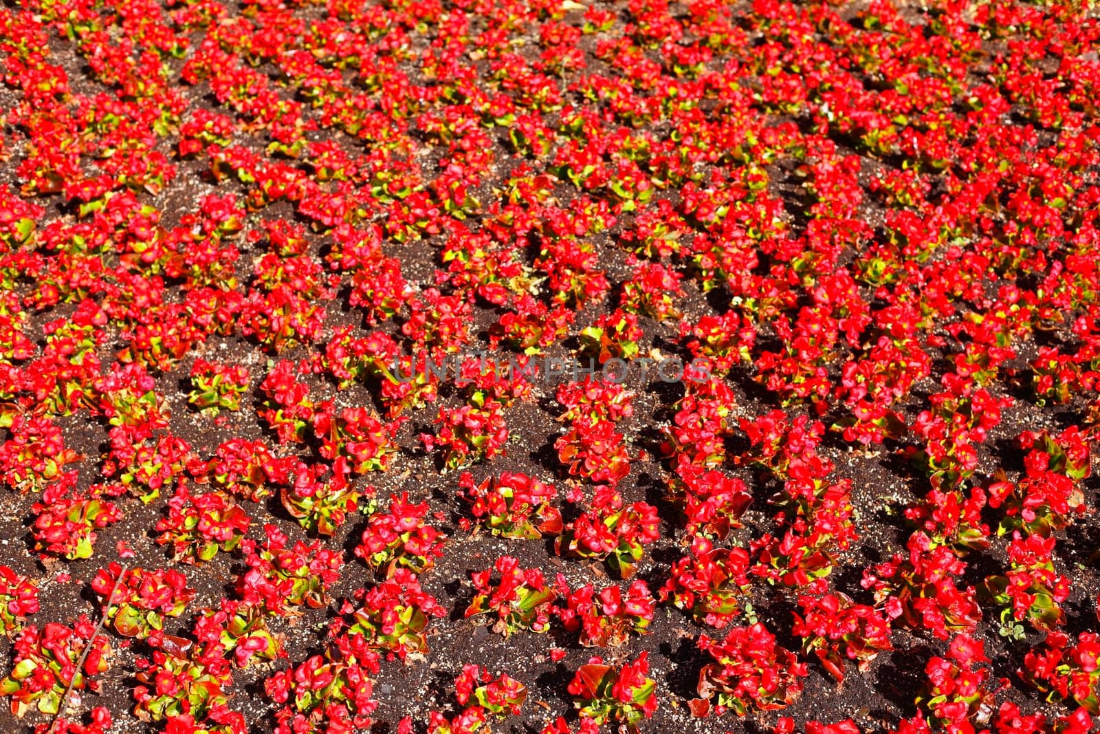 Red flowering primroses, flowerbed, background picture, Germany..