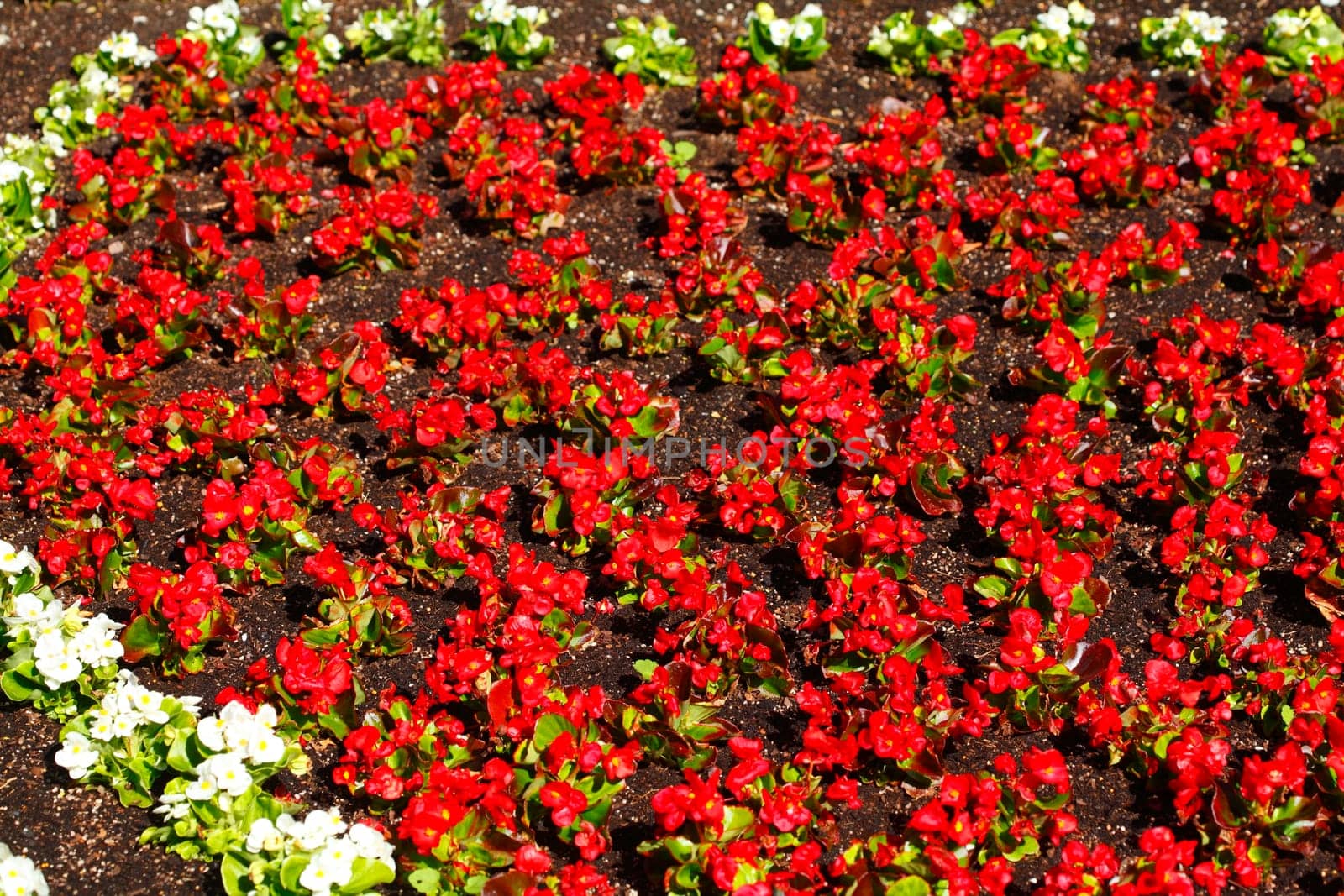 Red flowering primroses, flowerbed, background picture, Germany..