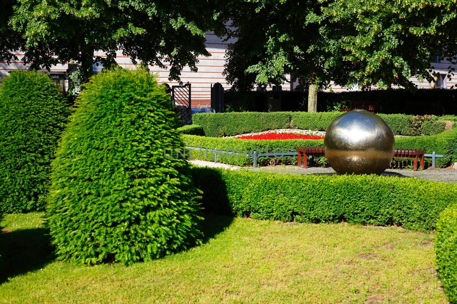 Common boxwood trees (Buxus sempervirens), garden plants