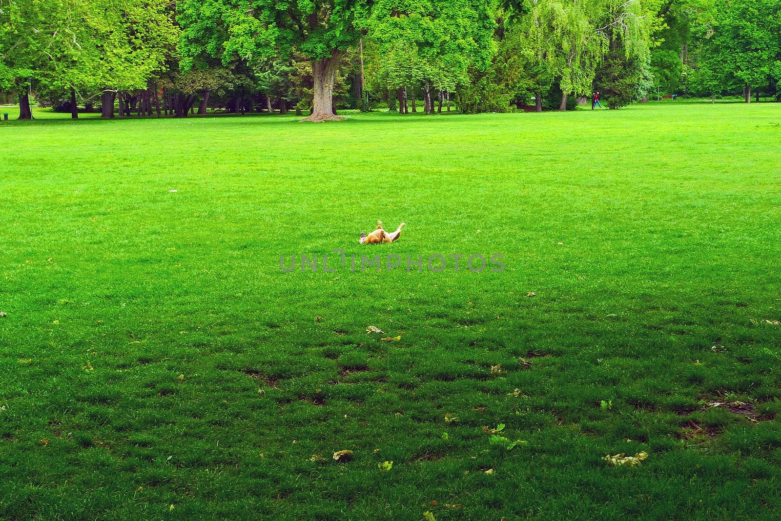 Grass field with dog on n Margaret Island, Budapest