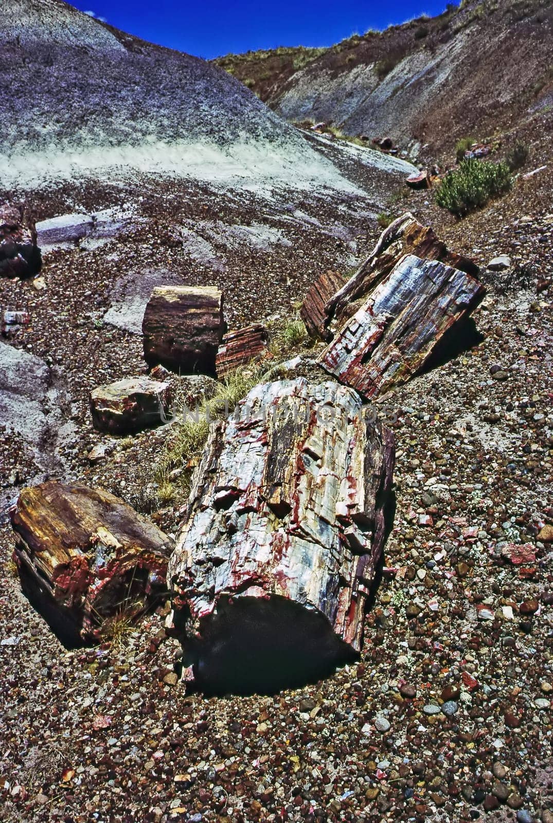 Petrified Forest in Arizona