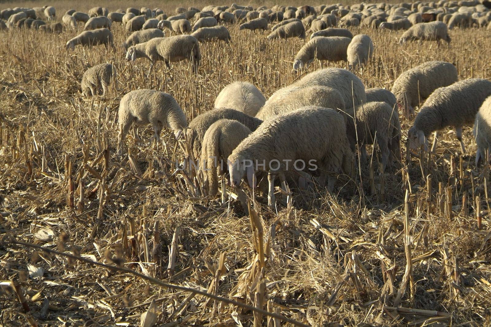 Sheep from a road in Italy in a stubble field