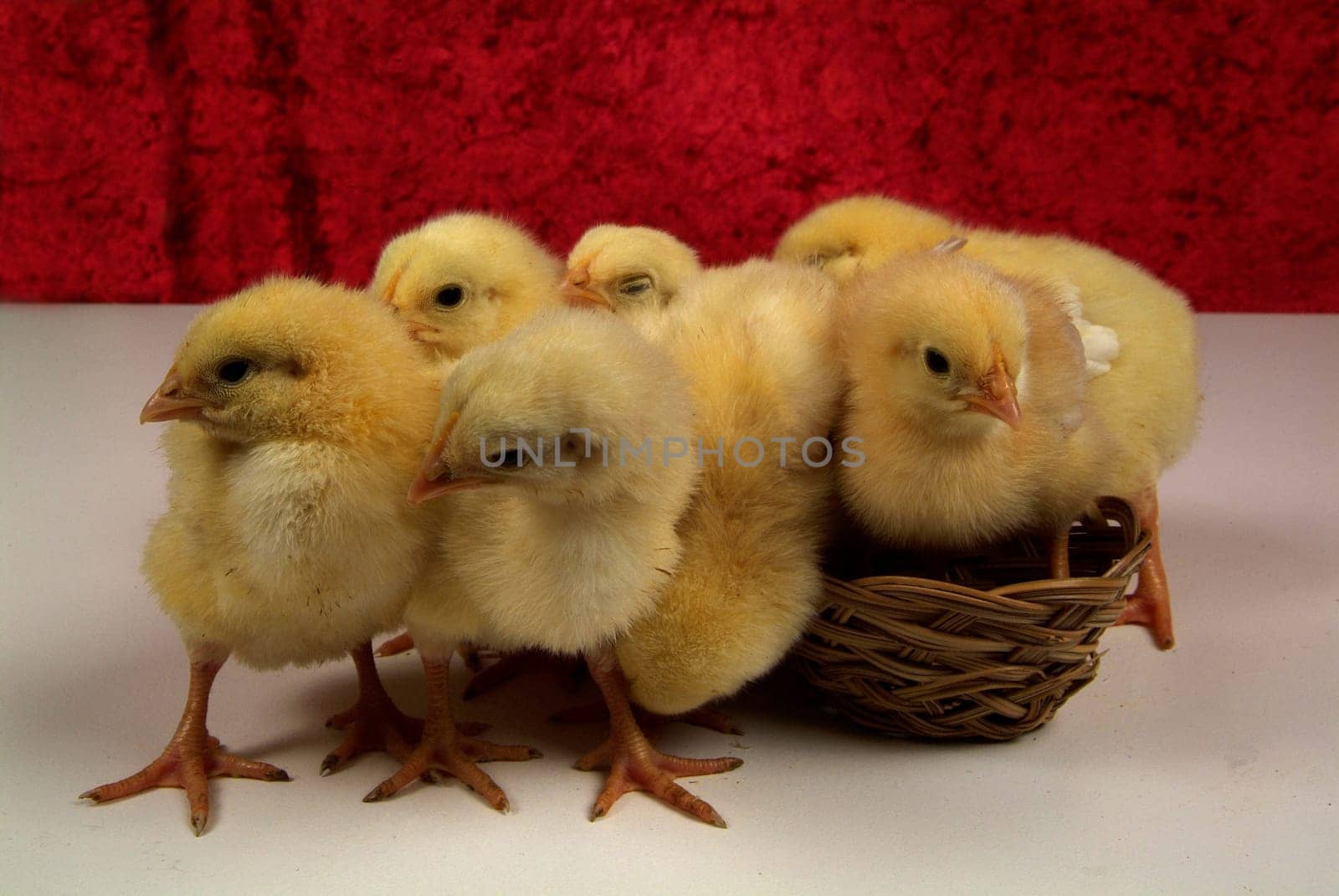 chick of a few days, perched on a table