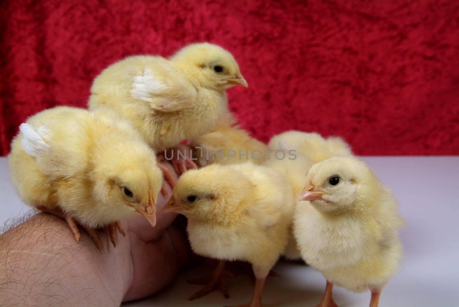 chick of a few days, perched on a table
